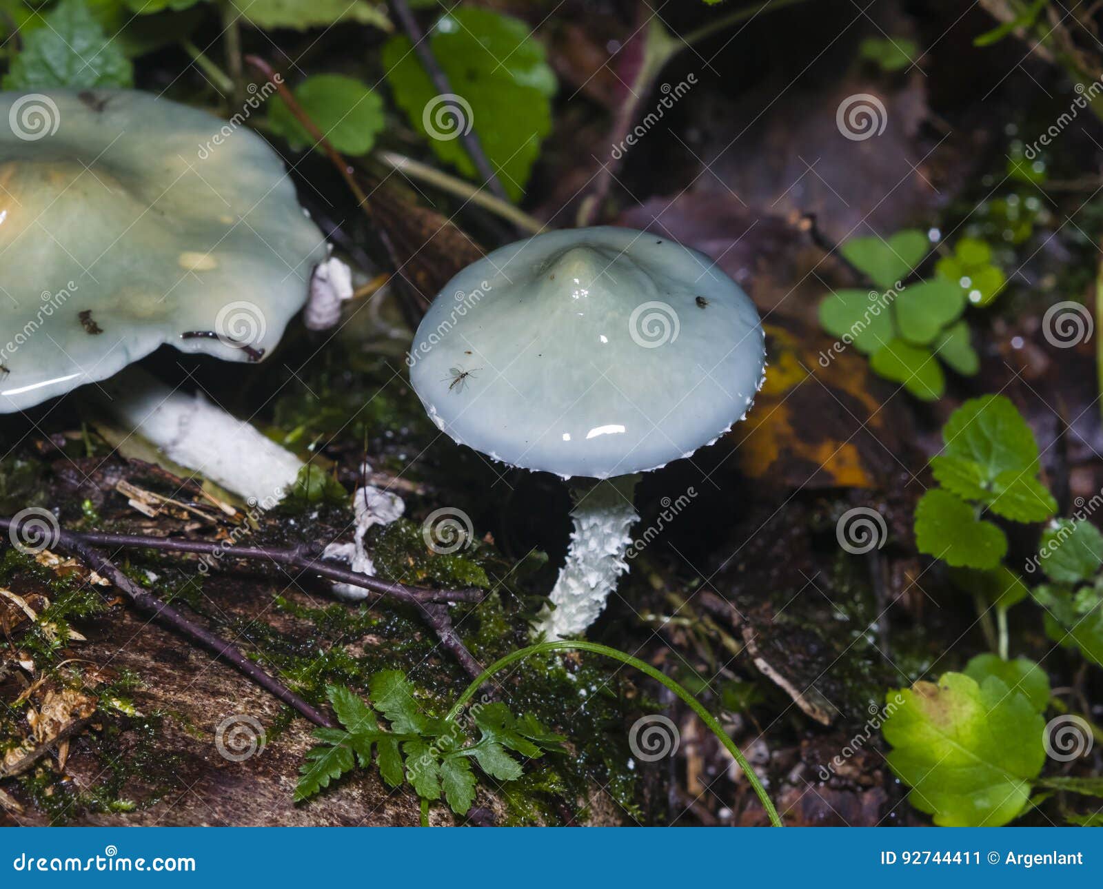 verdigris agaric or stropharia aeruginosa, blue mushroom, close-up, selective focus, shallow dof