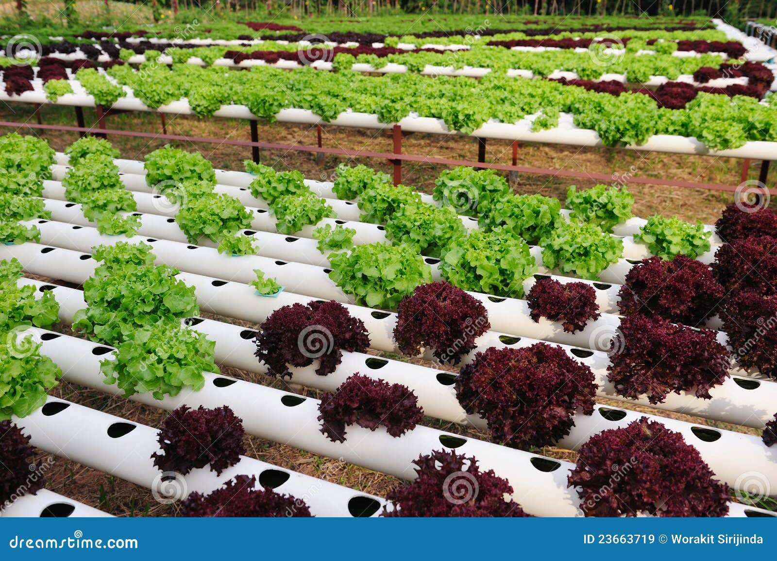 Verdura idroponica immagine stock. Immagine di fresco - 23663719
