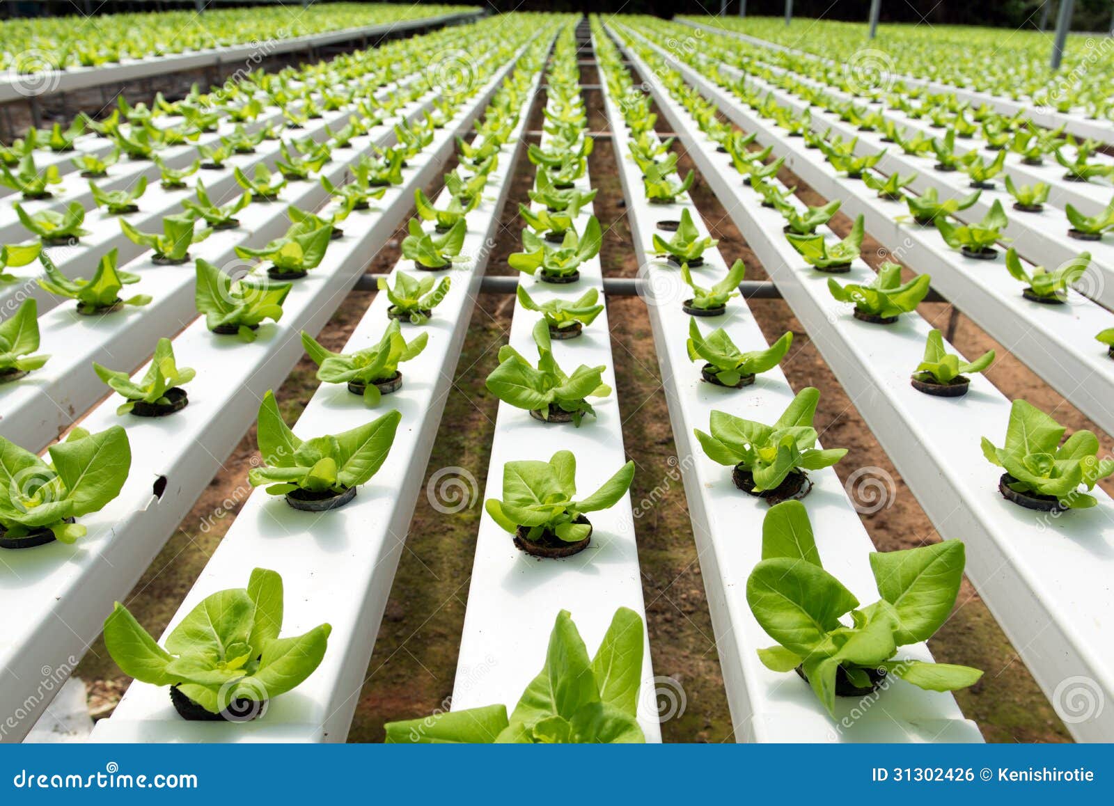 Verdura idroponica fotografia stock. Immagine di coltivi - 31302426