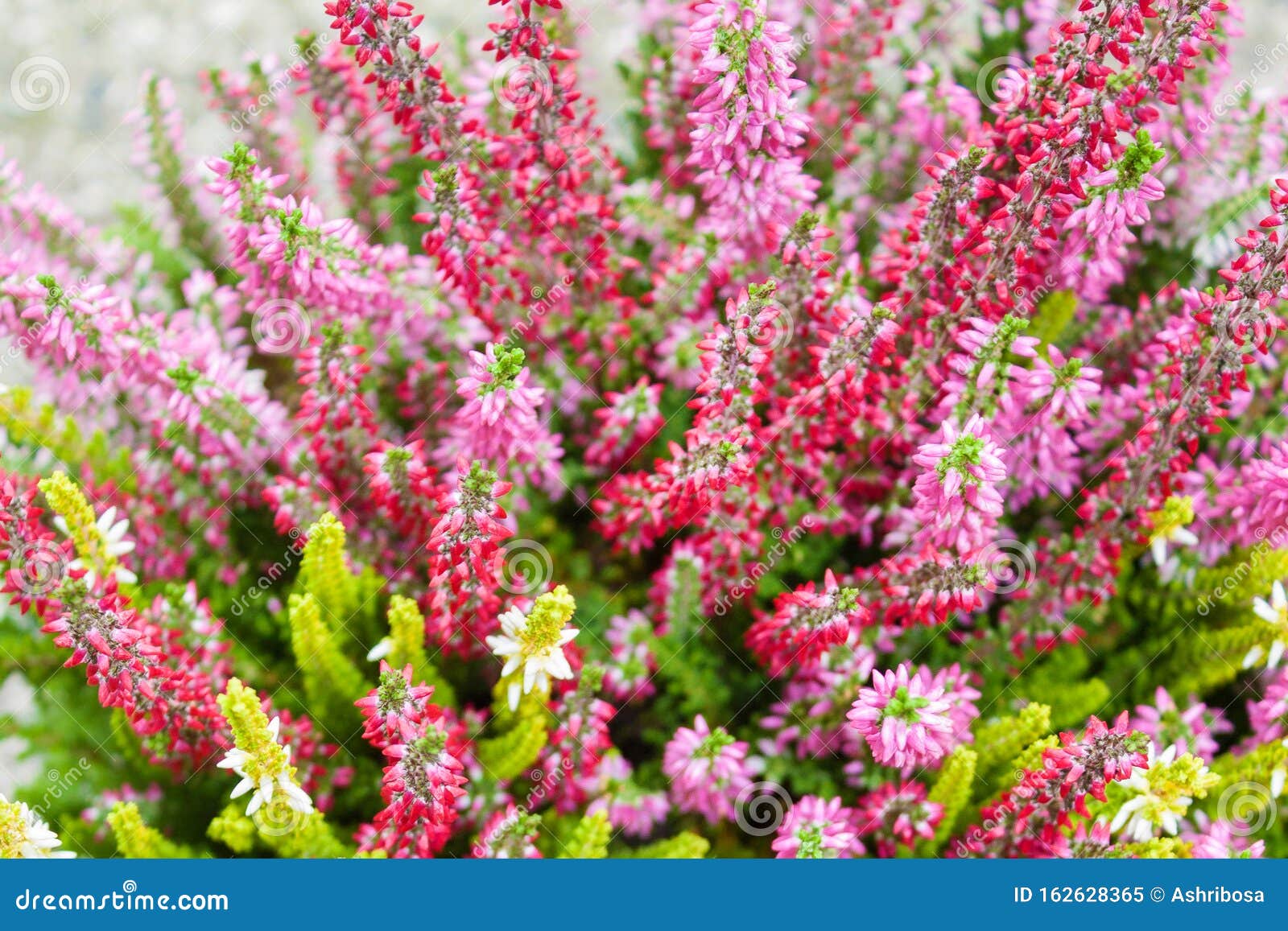 colorful common heather bushes view from above.