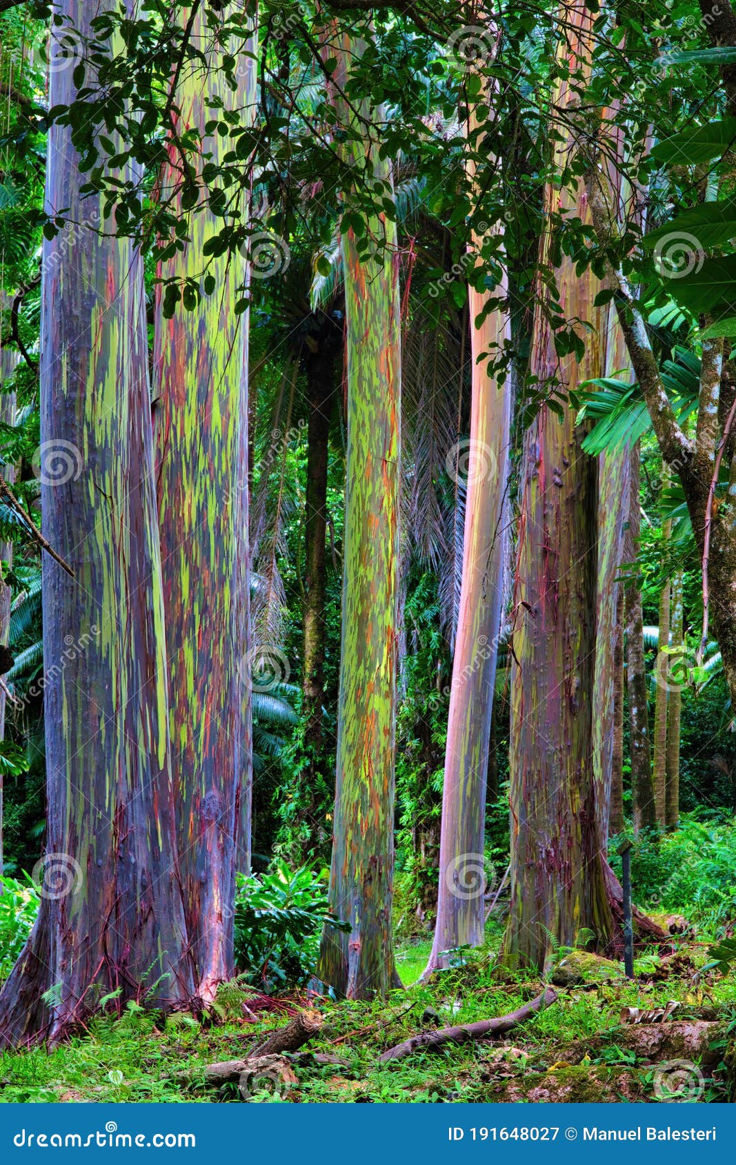 Un arbre insolite : l'eucalyptus arc-en-ciel - Blog jardin