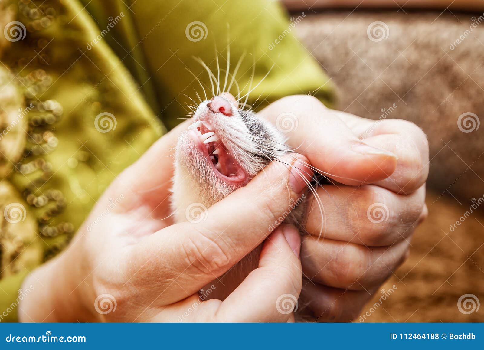 Verificando a Boca E Os Dentes Novos Da Doninha Foto de Stock - Imagem de  linhagem, fêmea: 112464188, image size:1600x1157