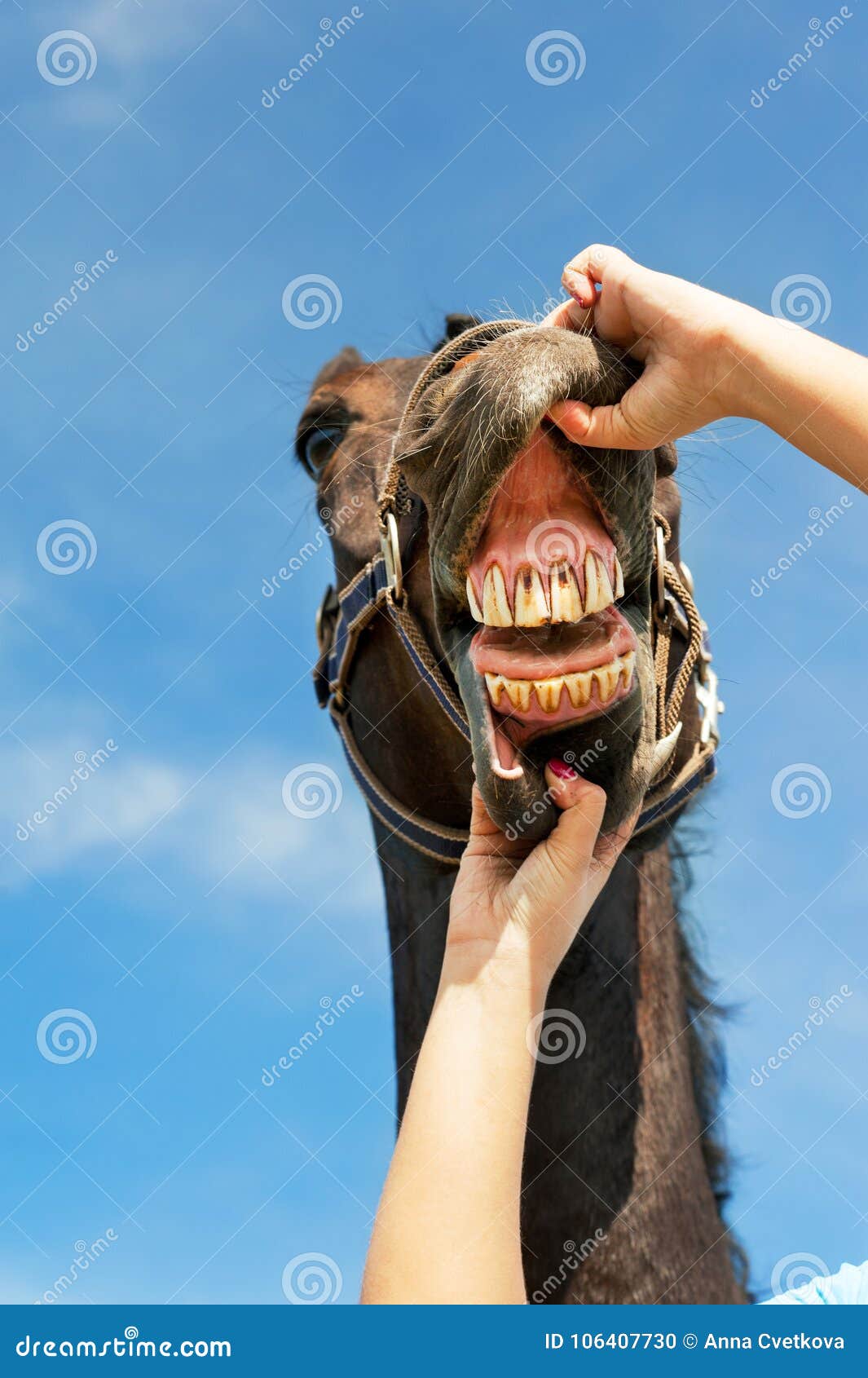 Cavalo sorrindo e mostrando dentes — Contexto, Luz do dia - Stock