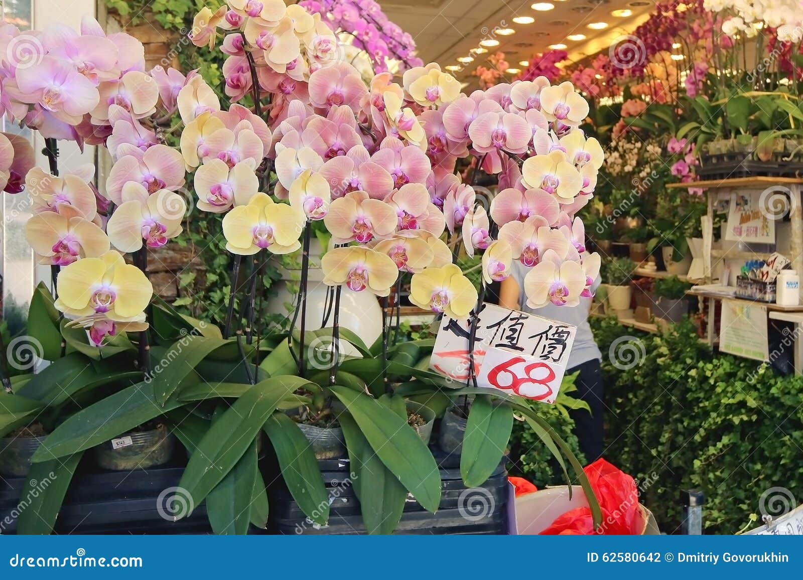 Verkauf Von Orchideen In Einem Blumenladen Stockfoto Bild Von Wachsen Blumen