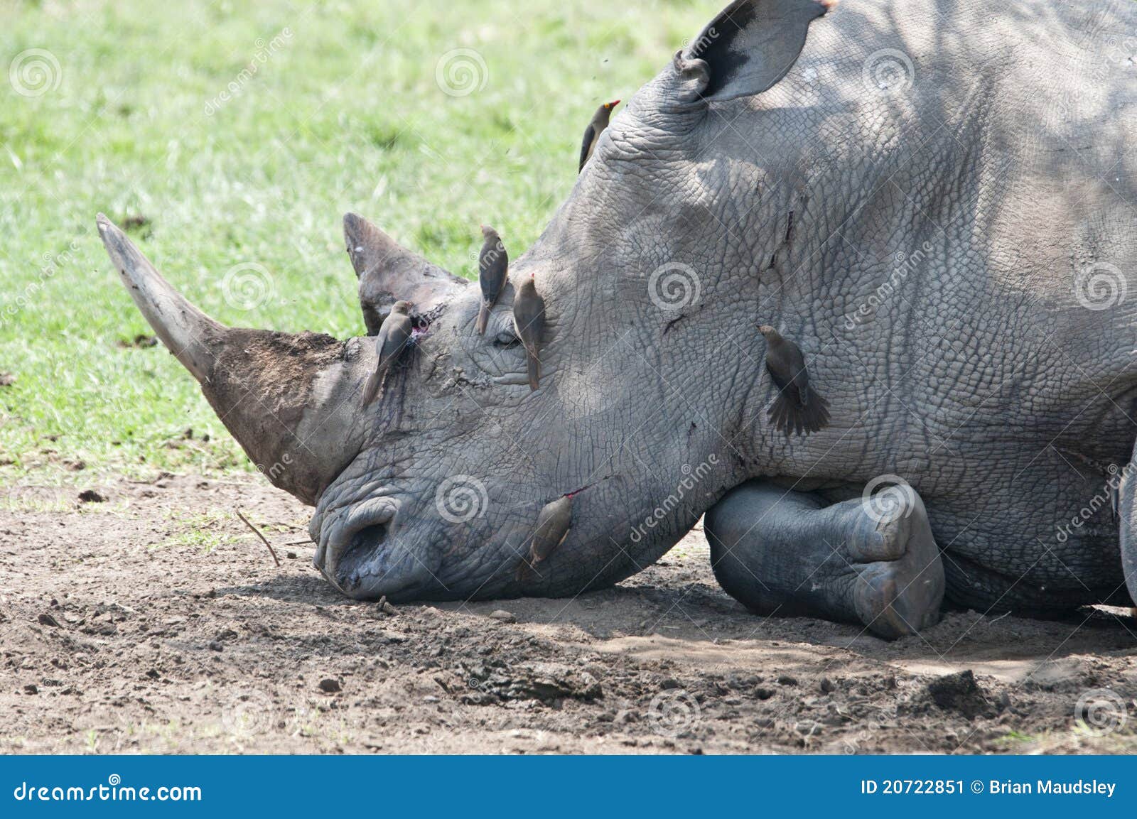 Verletztes Nashorn, das im Farbton mit oxpeckers stillsteht. Das gefährdete und verletzte weiße Nashorn, das im Farbton liegt, beachtete durch oxpecker Vögel See Nakuru im Nationalpark.