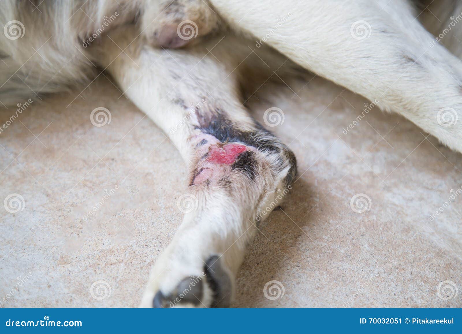 Verletzung Auf Bein Des Hundes Stockbild - Bild wunde, welpe: 70032051