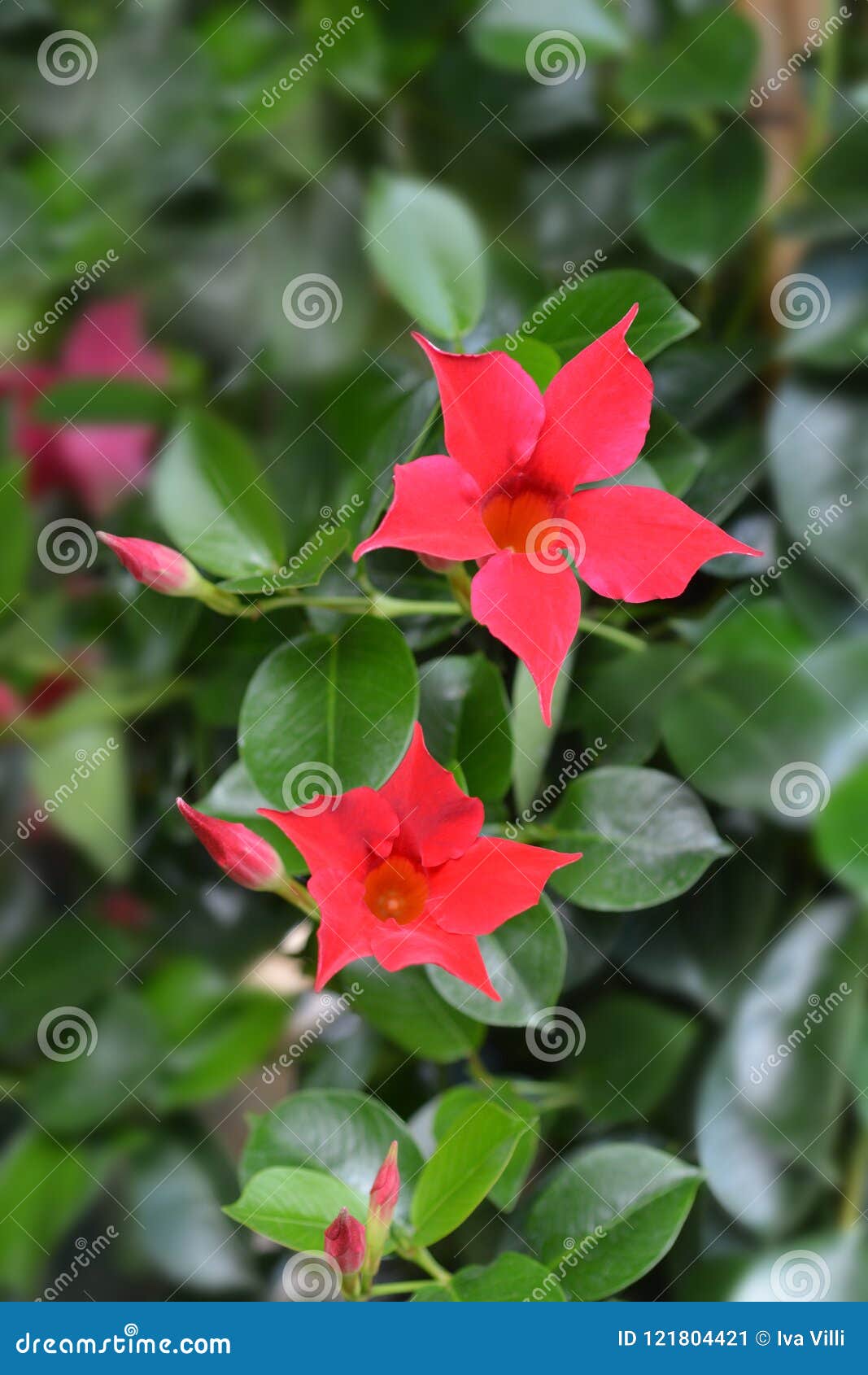 Vermelho De Sundaville Do Jasmim Chileno Imagem de Stock - Imagem de  planta, nave: 121804421