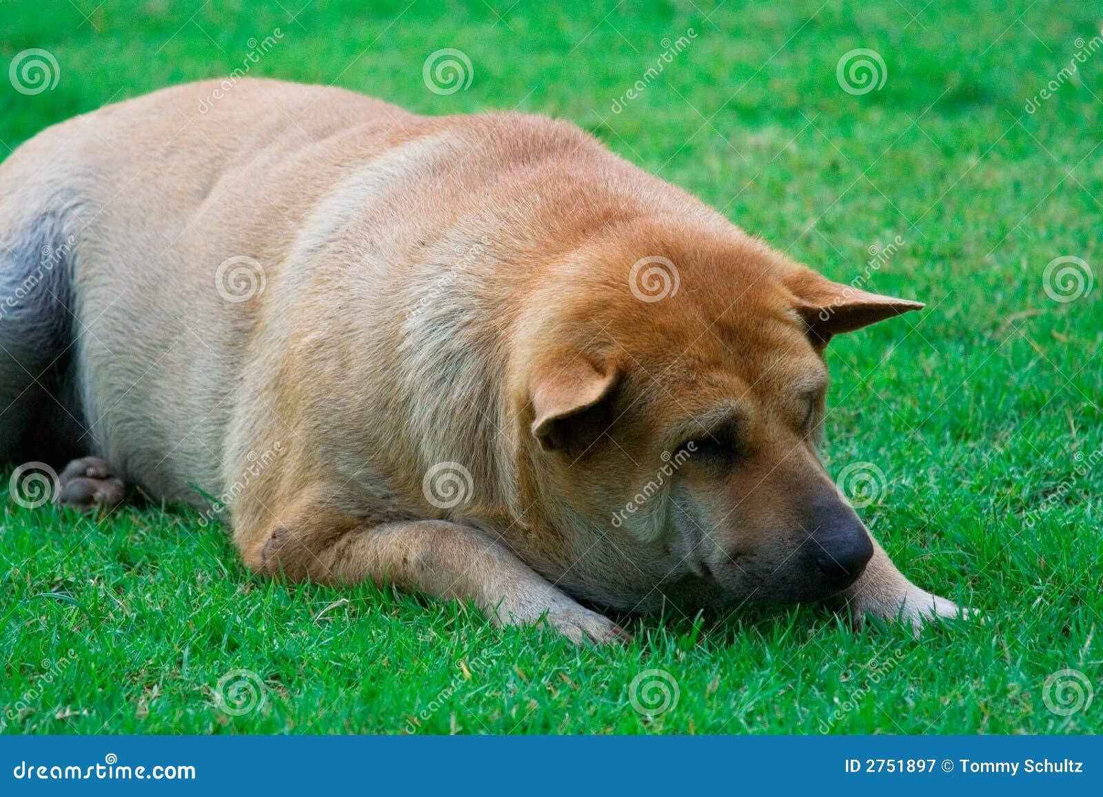 Vermoeid of gedeprimeerd. Gedeprimeerde, te zware of vermoeide hond die droevig terwijl het liggen op een groen grasgazon kijken. Zaal voor tekst