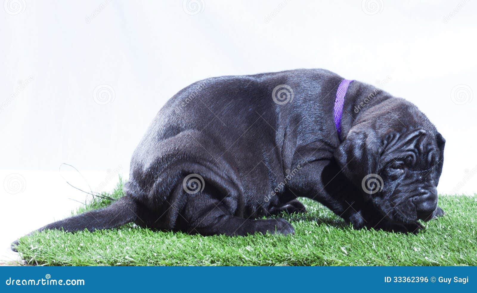 Vermoeid puppy. Het zwarte great dane-puppy dat als het kijkt is klaar voor een dutje