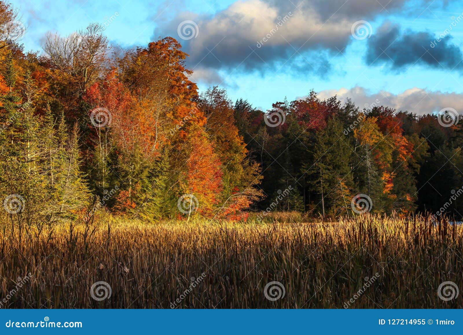 Autumn colors from Vermont stock image. Image of outdoors - 127214955