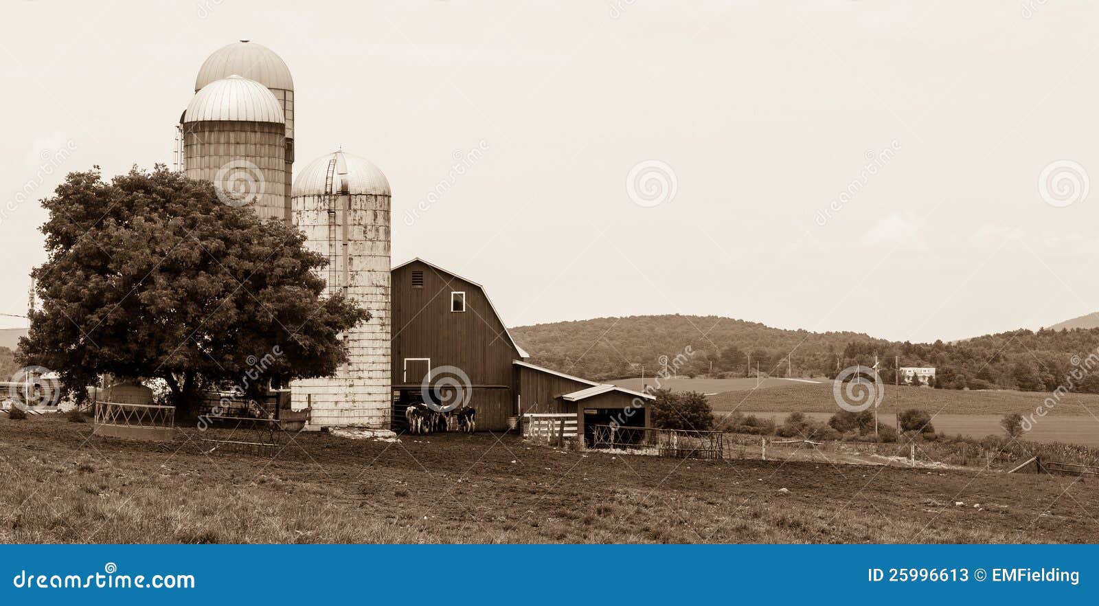 Vermont Dairy Farm scene in black and white. Wide view of a scenic Vermont dairy farm with barn, silo and cows. Sepia toned.