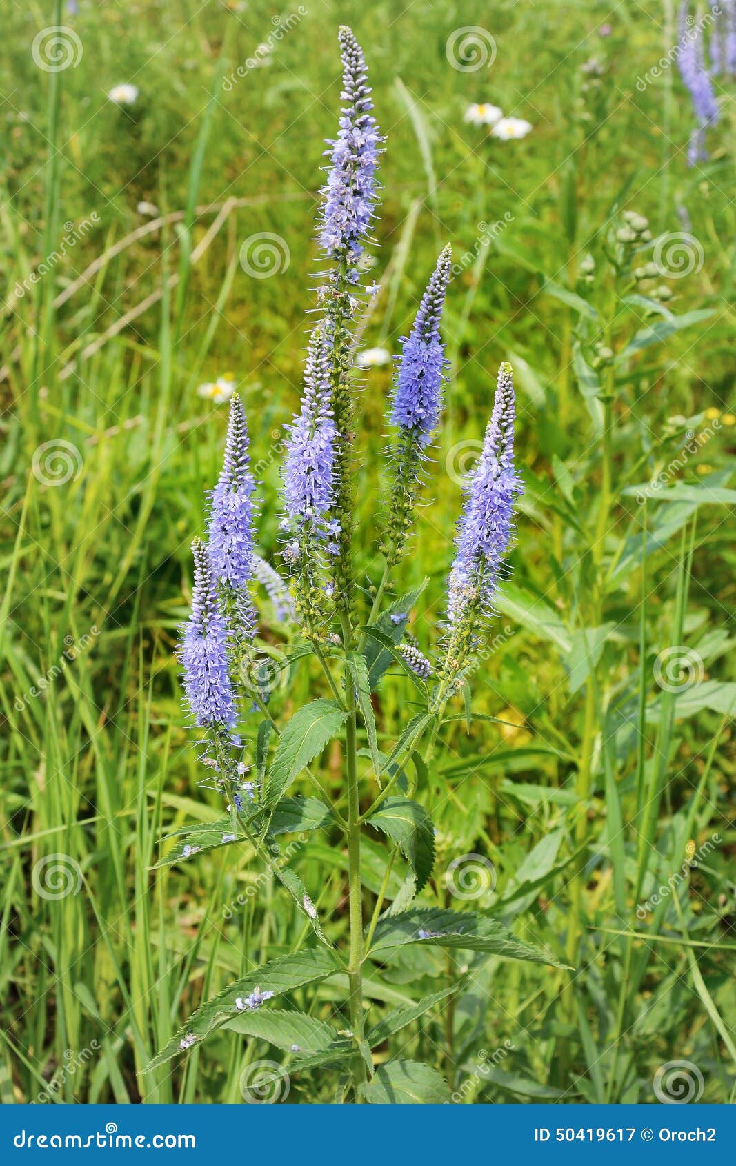 Veronica longifolia stock image. Image of inflorescence 50419617