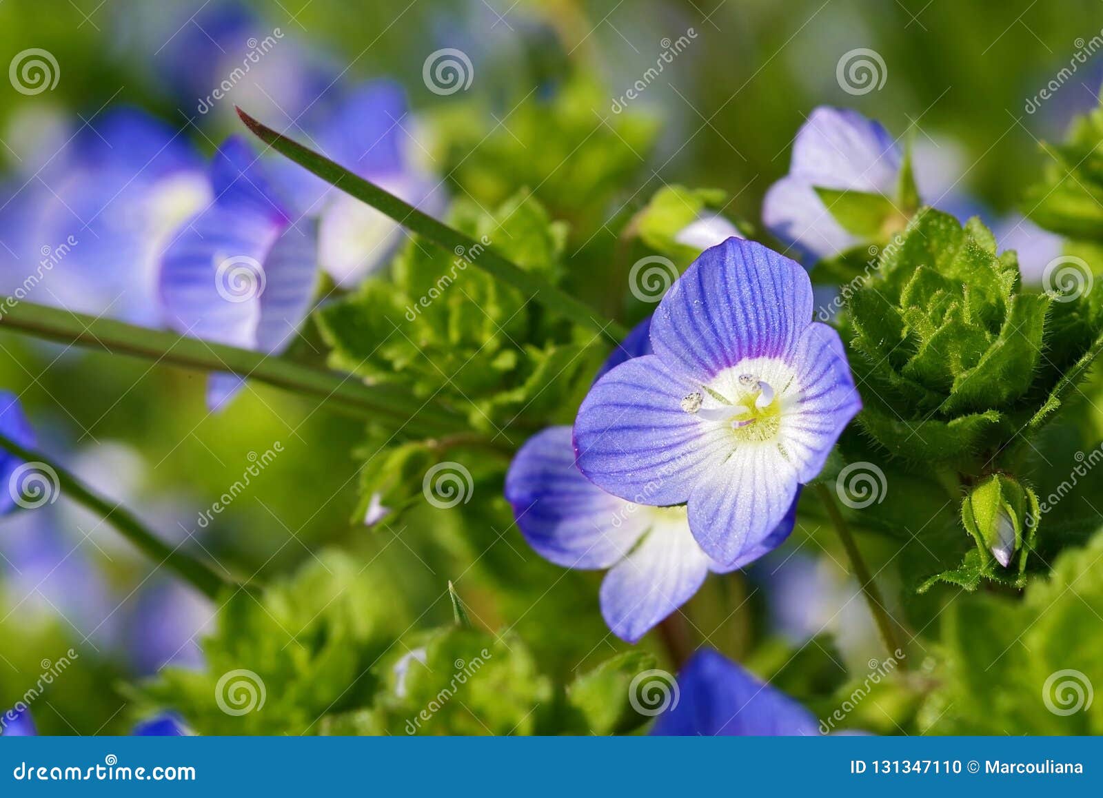 Veronica Persica Birdeye花库存照片 图片包括有维罗尼卡 植物群 杂草