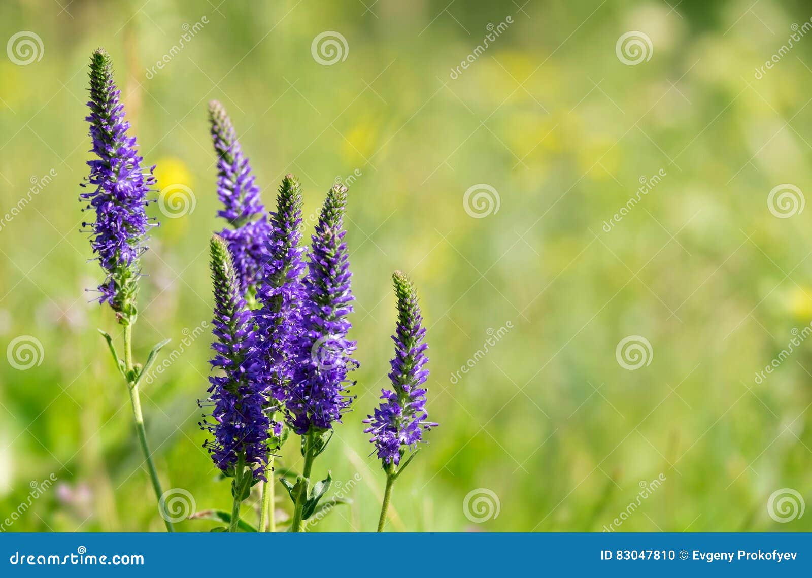 veronica spicata flowers on the meadow