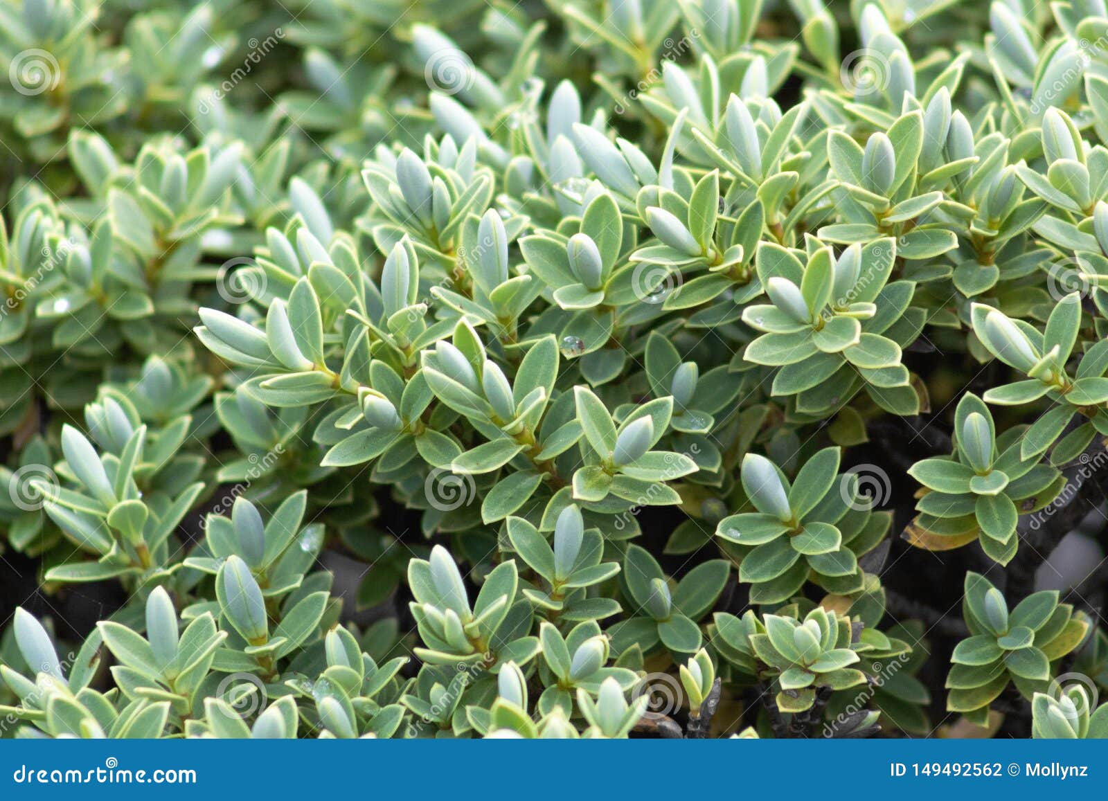 veronica topiaria leaves