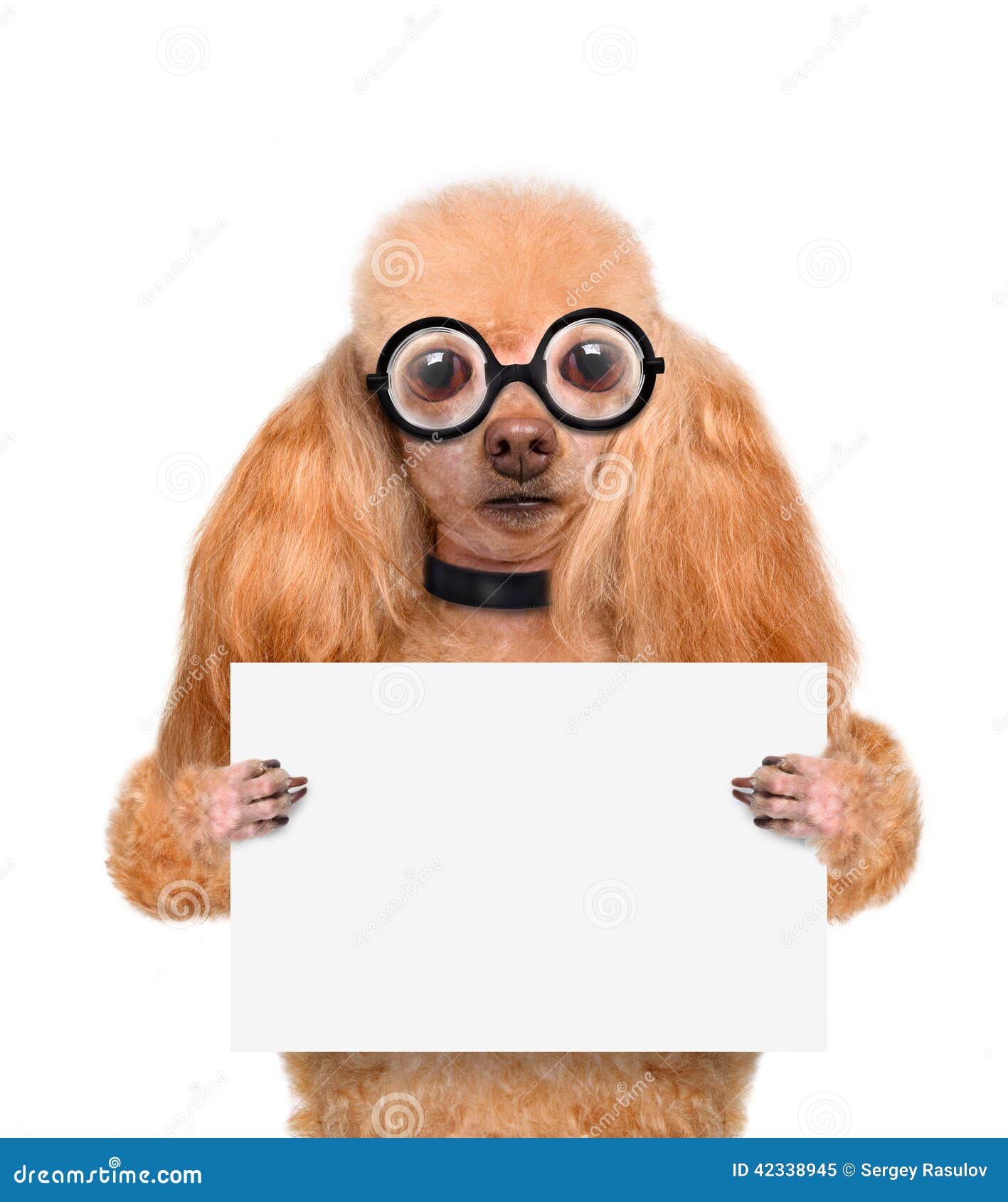Verrückter Dummer Hund Mit Lustigen Gläsern Stockbild Bild von papier