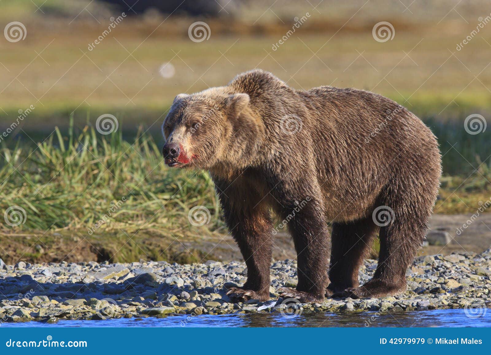 Verraco del oso de Brown con el hocico sangriento. Hocico sangriento en el oso de Brown