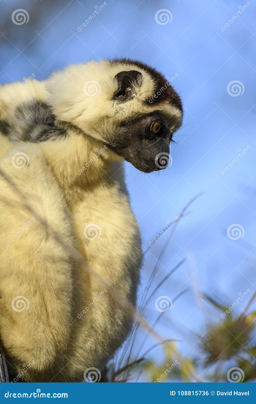 verreaux`s sifaka - propithecus verreauxi