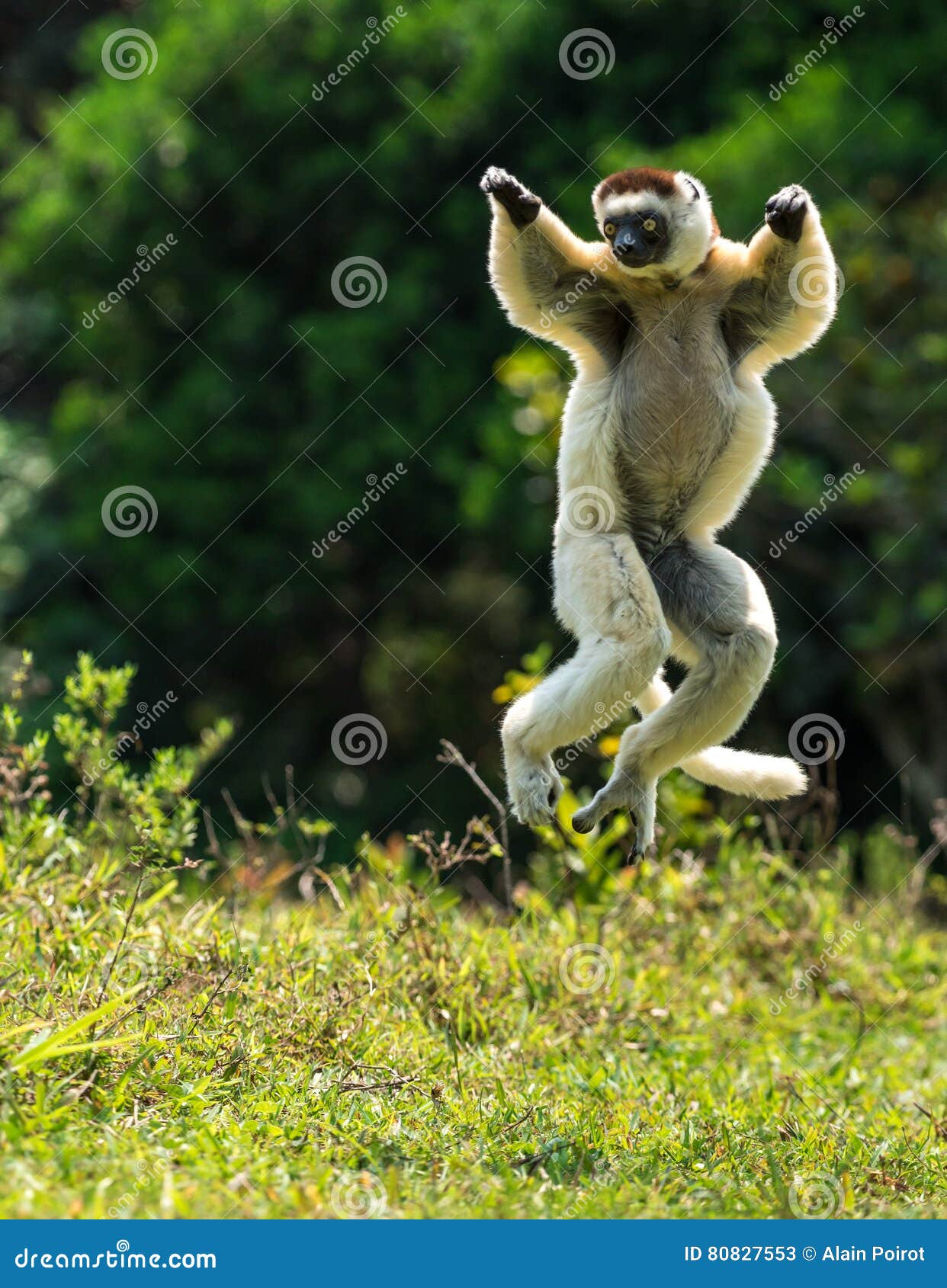 verreaux sifaka hopping bipedally in a forward and sideways movement in madagascar