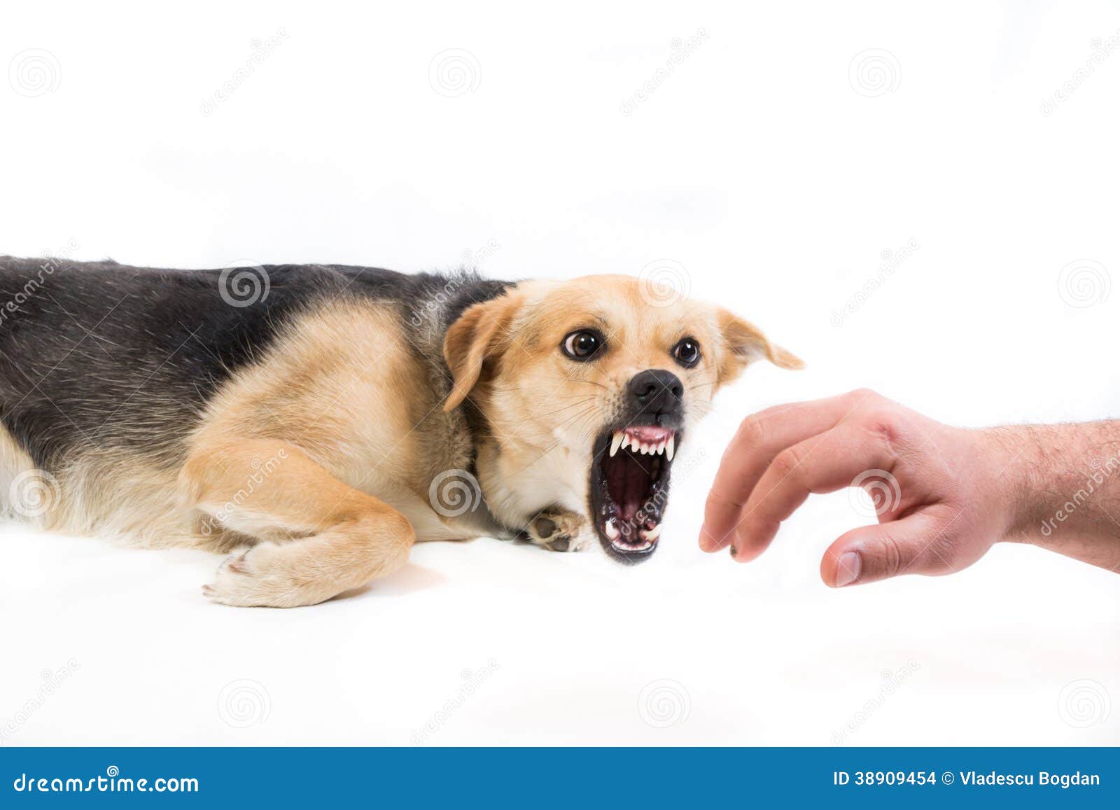 Verärgerter Hund, Der Eine Hand Beißt Stockfoto Bild 38909454