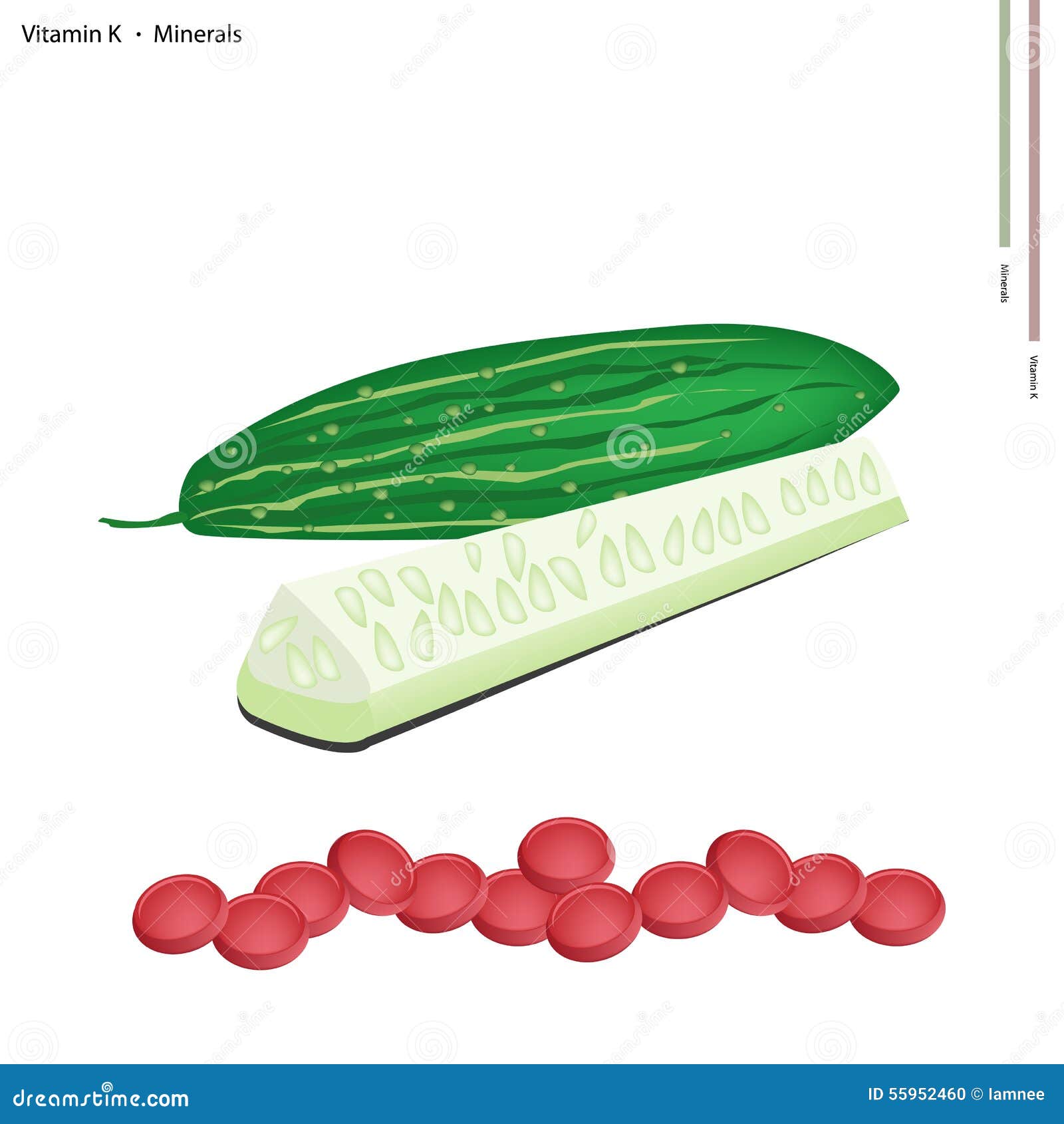 Vers Merg Met Vitamine K En Mineralen Vector Illustratie Illustration