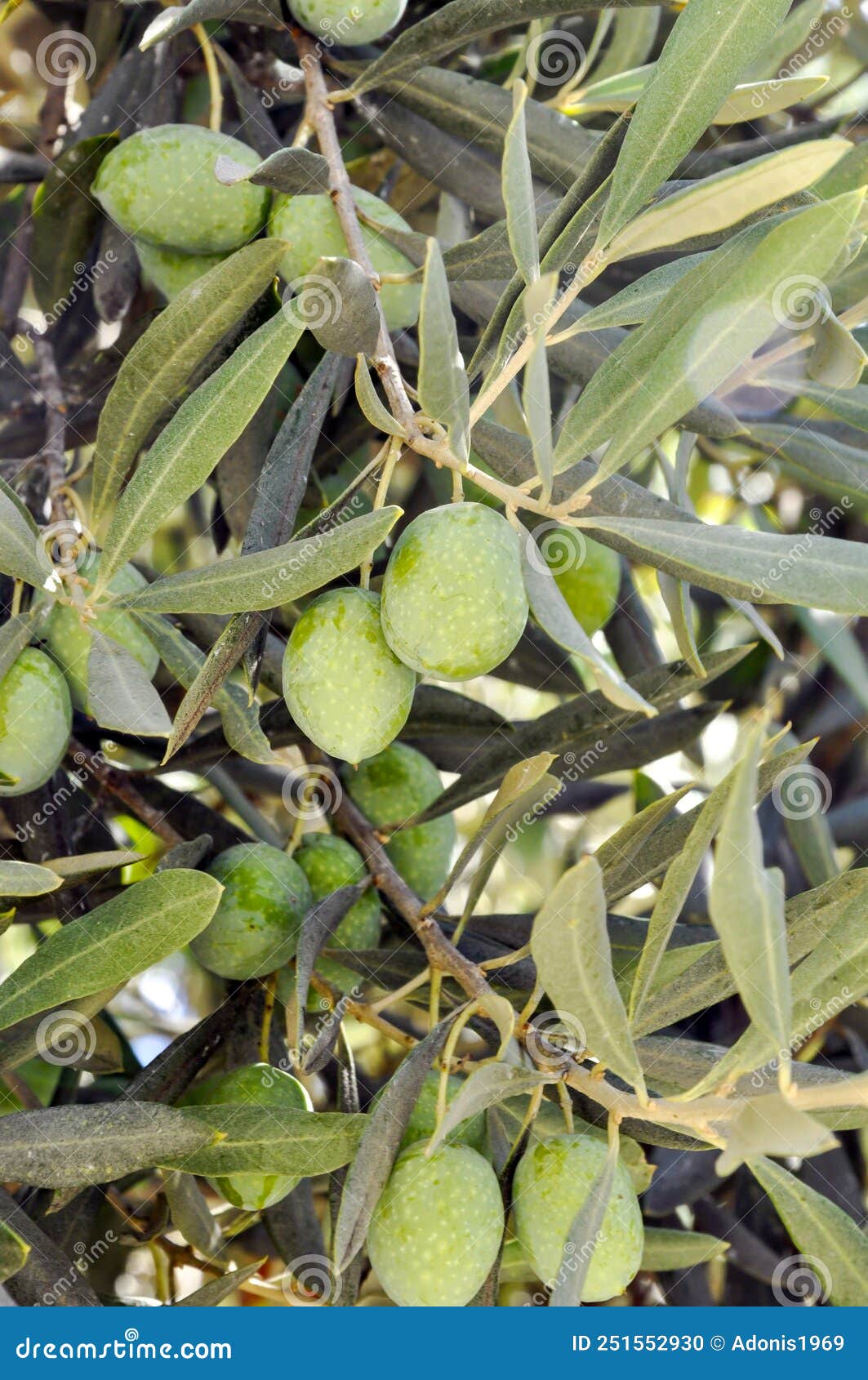 The Versatile and Nutritious Olive Stock Photo Image of exploring
