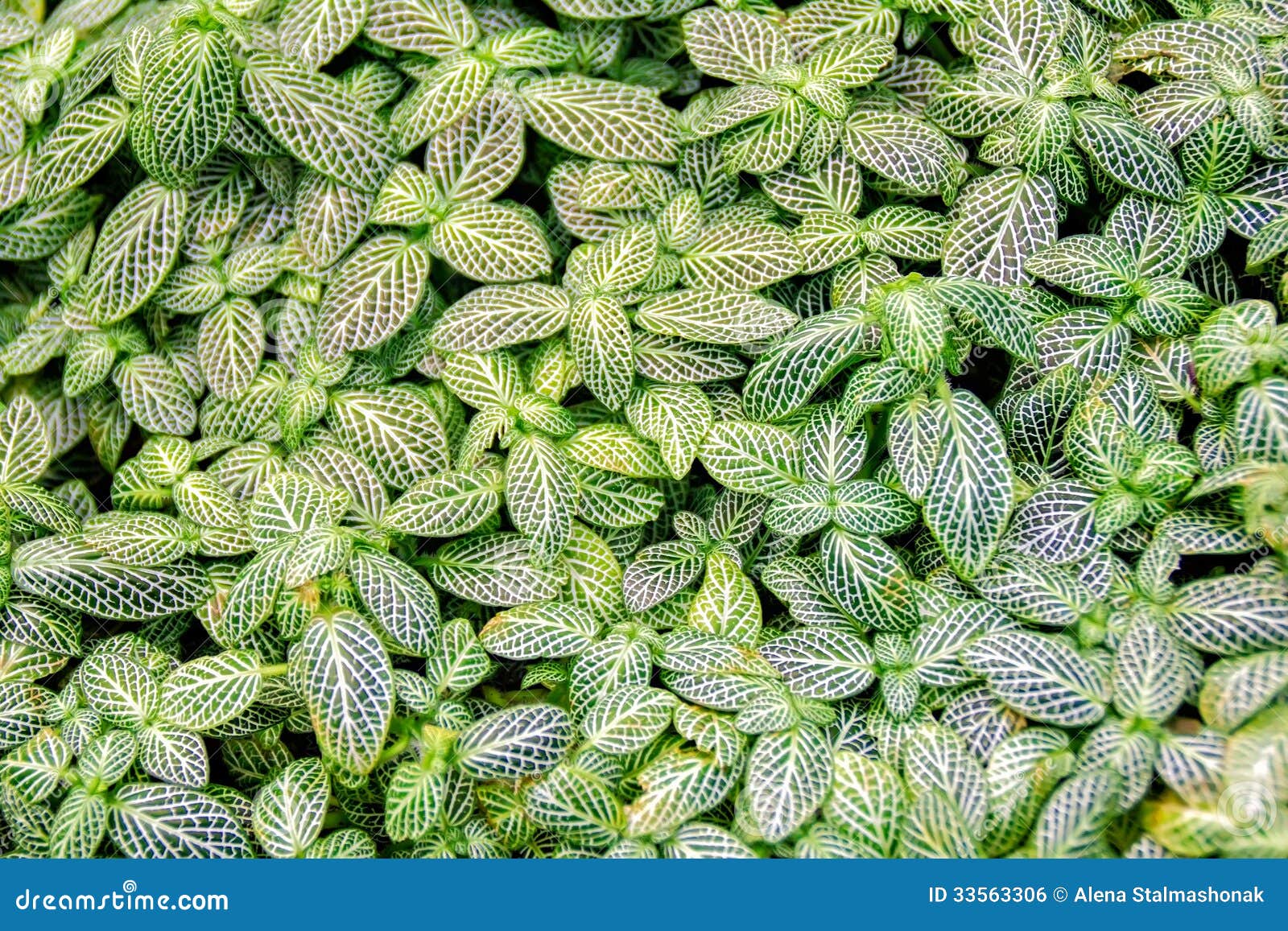 Verschaffeltii de Fittonia photo stock. Image du plantation - 33563306