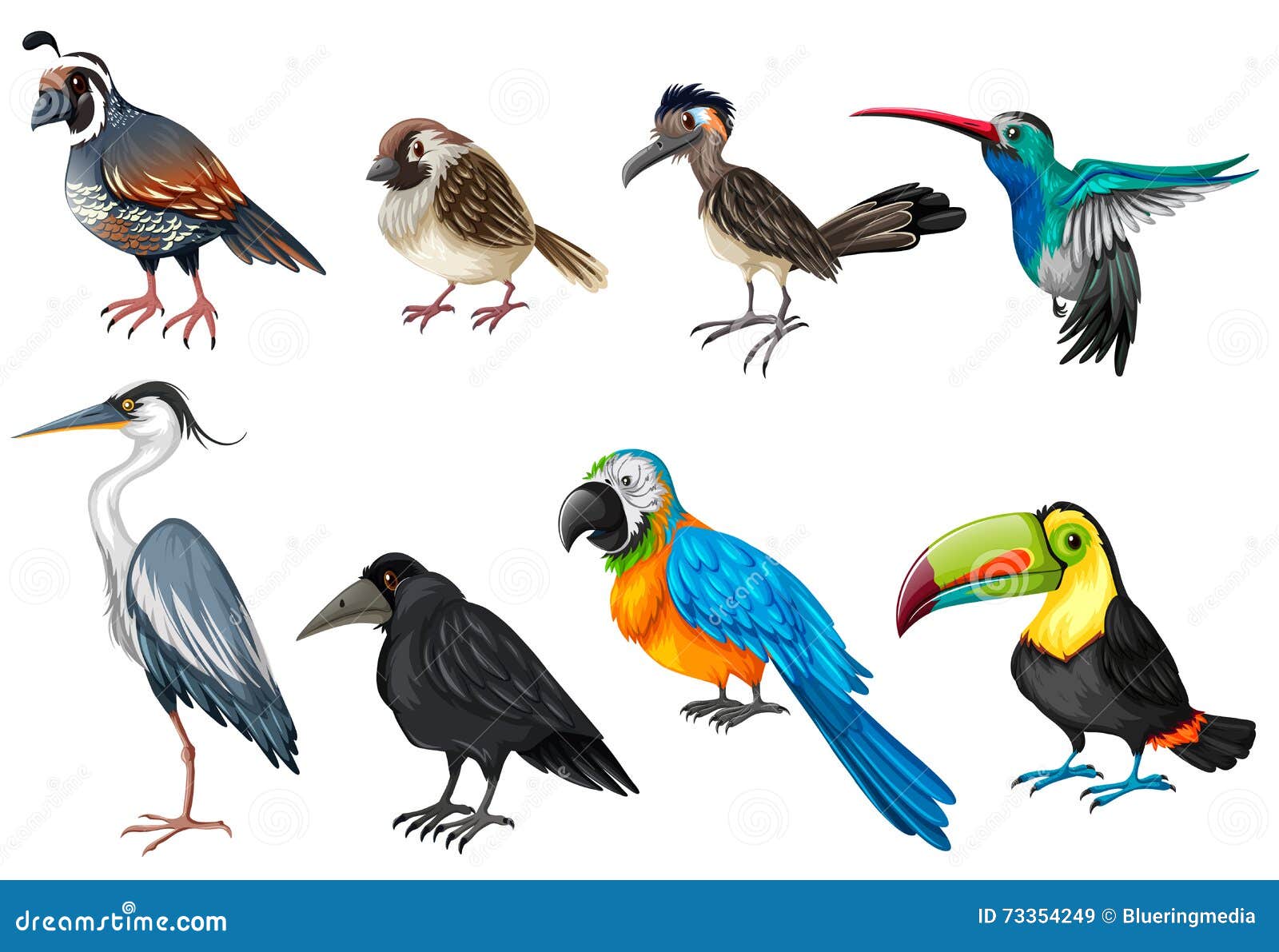 Agnes Gray brandwonden vervoer Verschillende Soorten Wilde Vogels Vector Illustratie - Illustration of  zoogdier, wild: 73354249