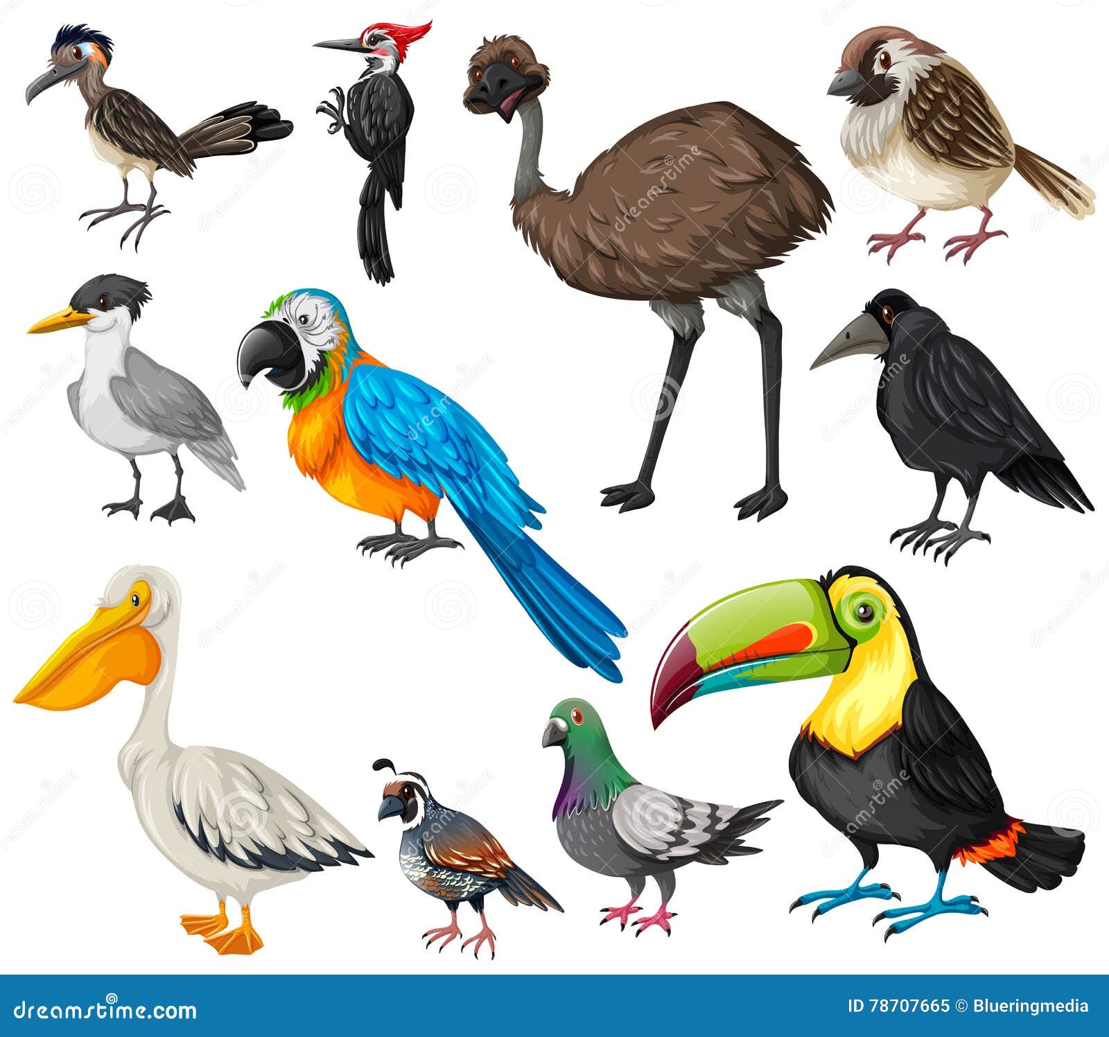 Glad huren pantoffel Verschillende Soorten Wilde Vogels Vector Illustratie - Illustration of  maas, illustratie: 78707665