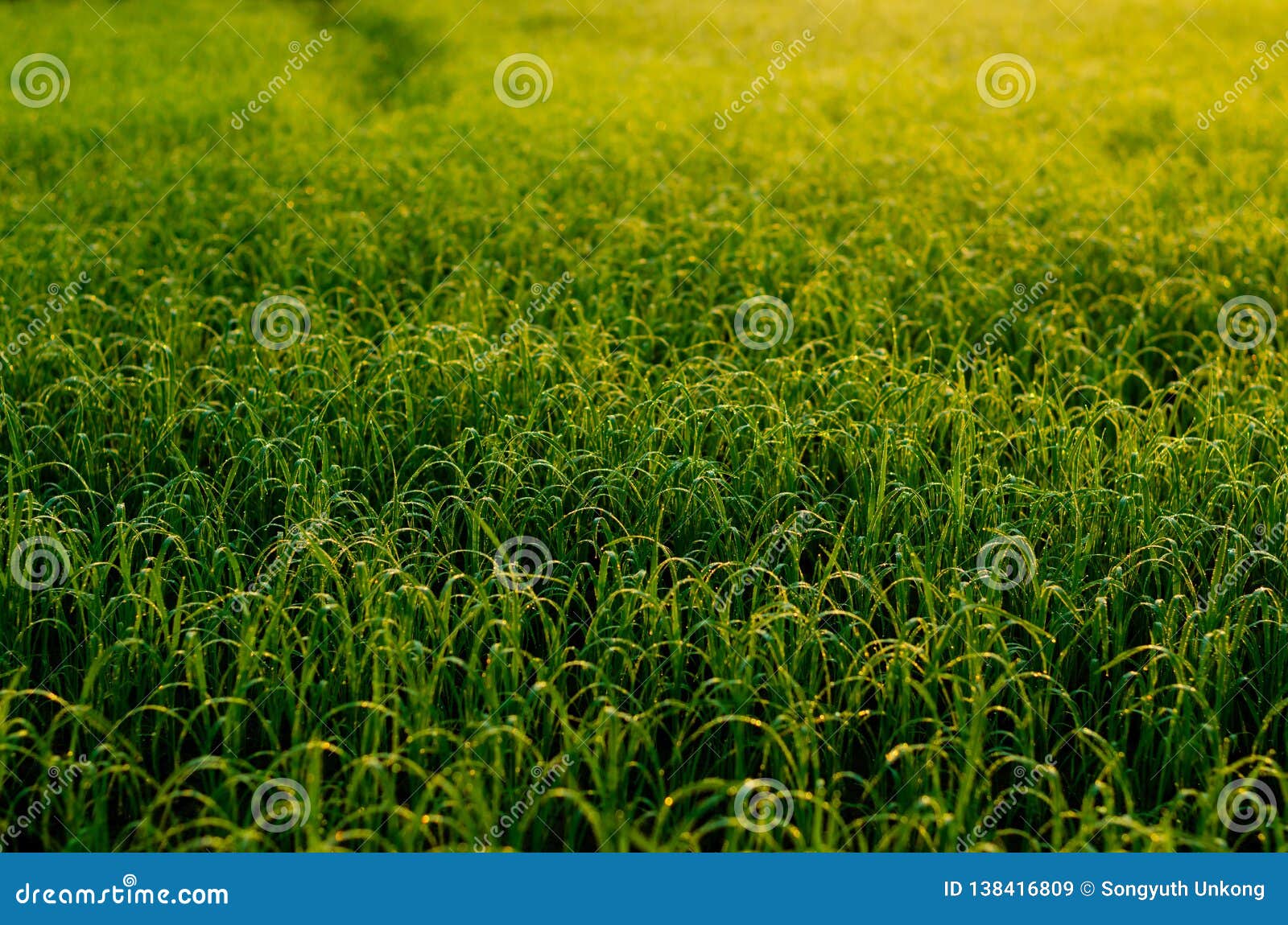 Verse groene jonge rijstboom op het gebied met het licht van de ochtendzonneschijn