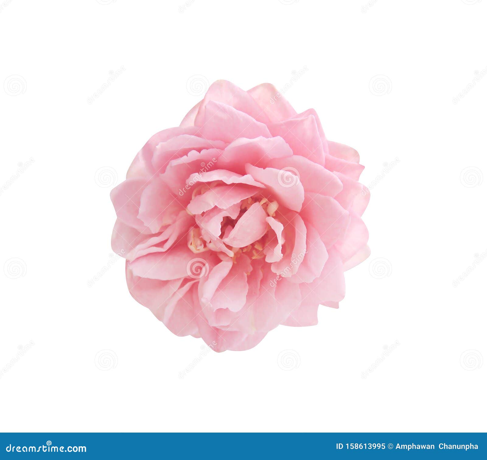 Nucleair Hallo Elegantie Verse Roze Lichtroze Bloemen Koppatroon Bloeiend Bovenaanzicht Afgesloten  Op Witte Achtergrond Met Knippad Stock Afbeelding - Image of bloemen,  geïsoleerd: 158613995