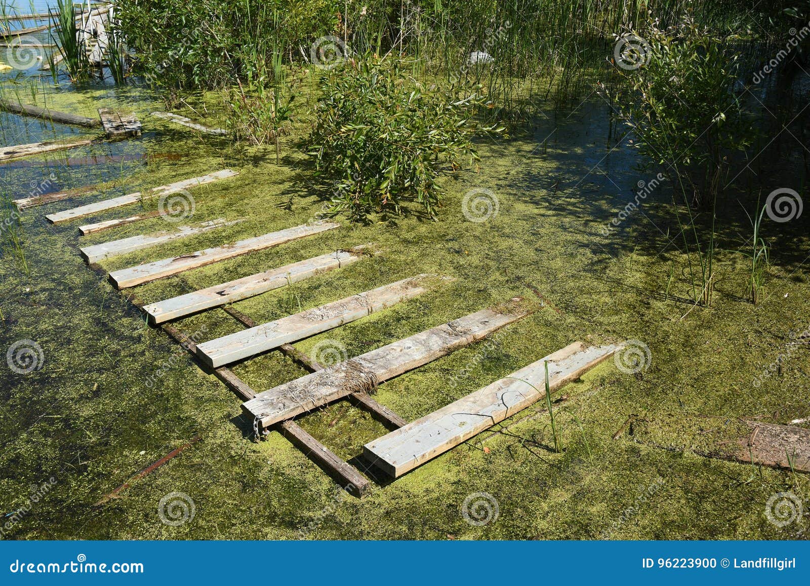 Verseuchter SumpfSumpf stockfoto. Bild von bild, schlamm 96223900