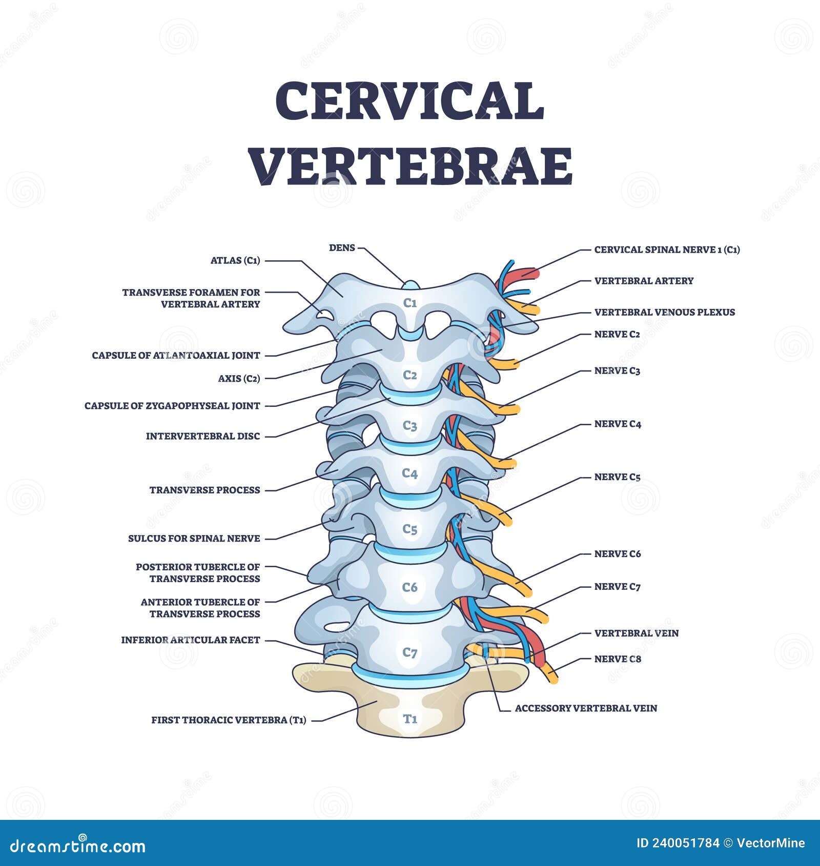 Vertèbres Cervicales Avec Os Détaillée Et étiqueté Schéma De ...