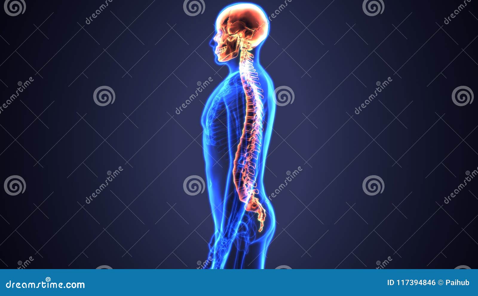 3d  of human body spinal bone anatomy