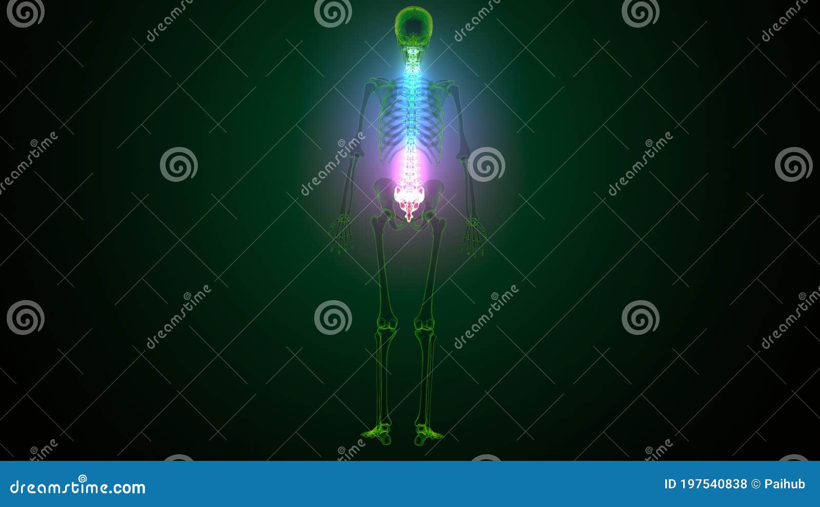 3d render of human body spinal bone anatomy