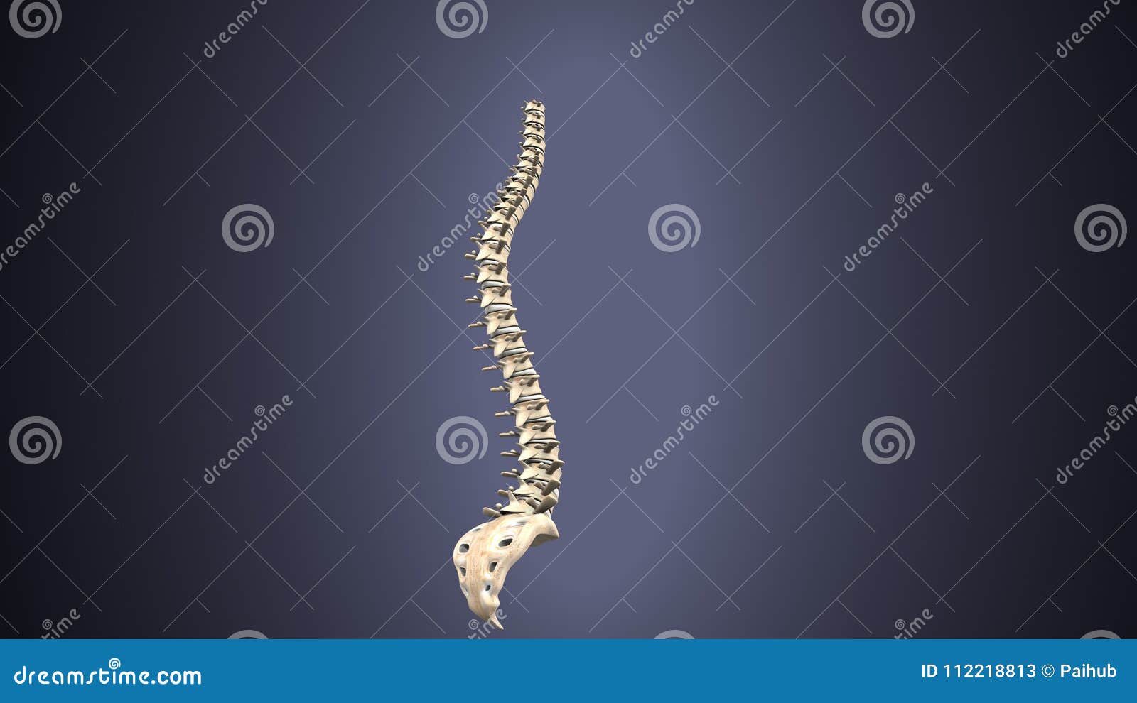 3d  of human body spinal bone anatomy