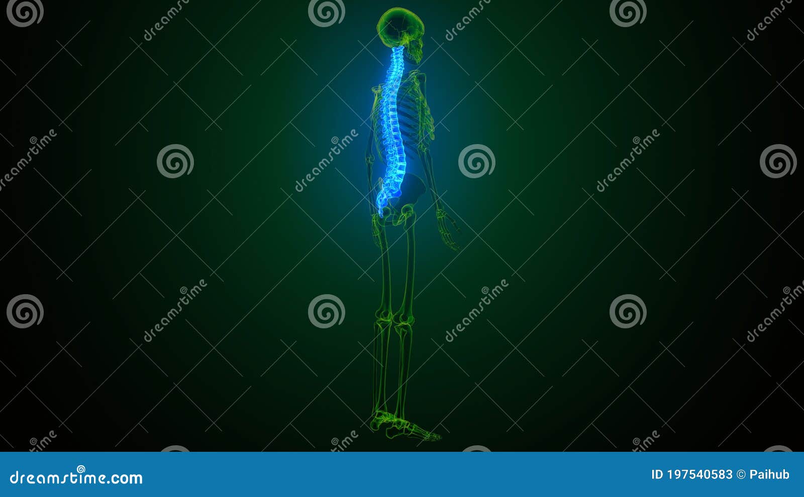 3d render of human body spinal bone anatomy