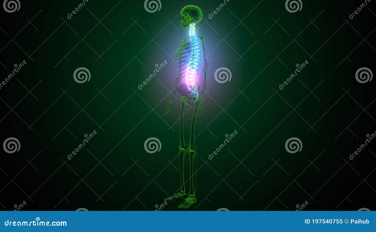 3d render of human body spinal bone anatomy