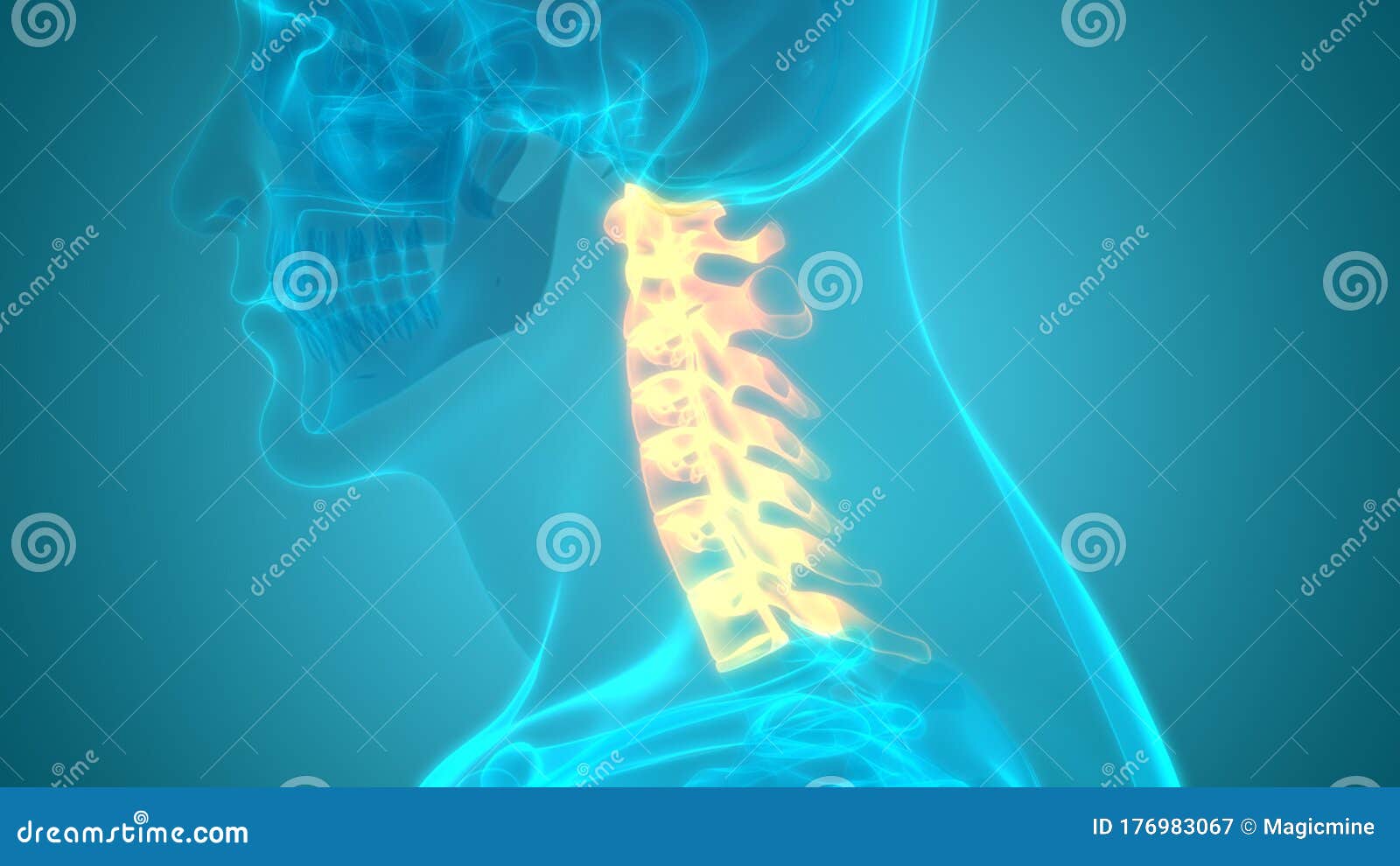 Vertebral Column Cervical Vertebrae of Human Skeleton System Anatomy ...