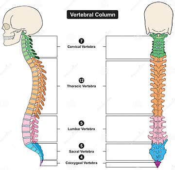 Vertebral Column of Human Body Anatomy Infographic Diagram Medical ...