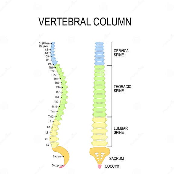 Vertebral Column. Numbering Order of the Vertebrae of the Human Stock ...