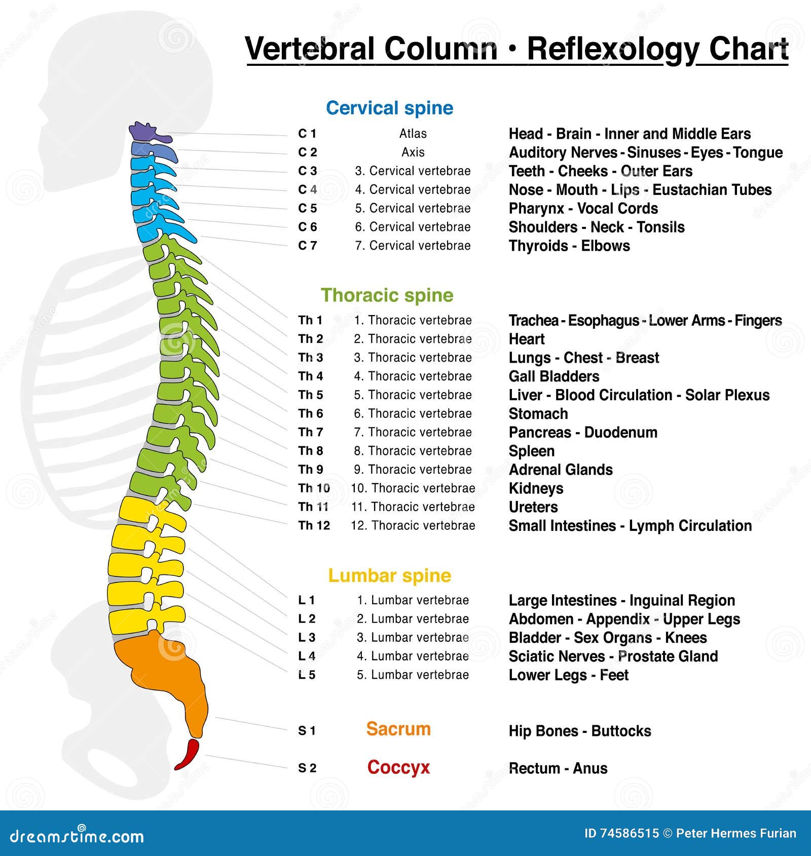 Vertebrae Organ Chart