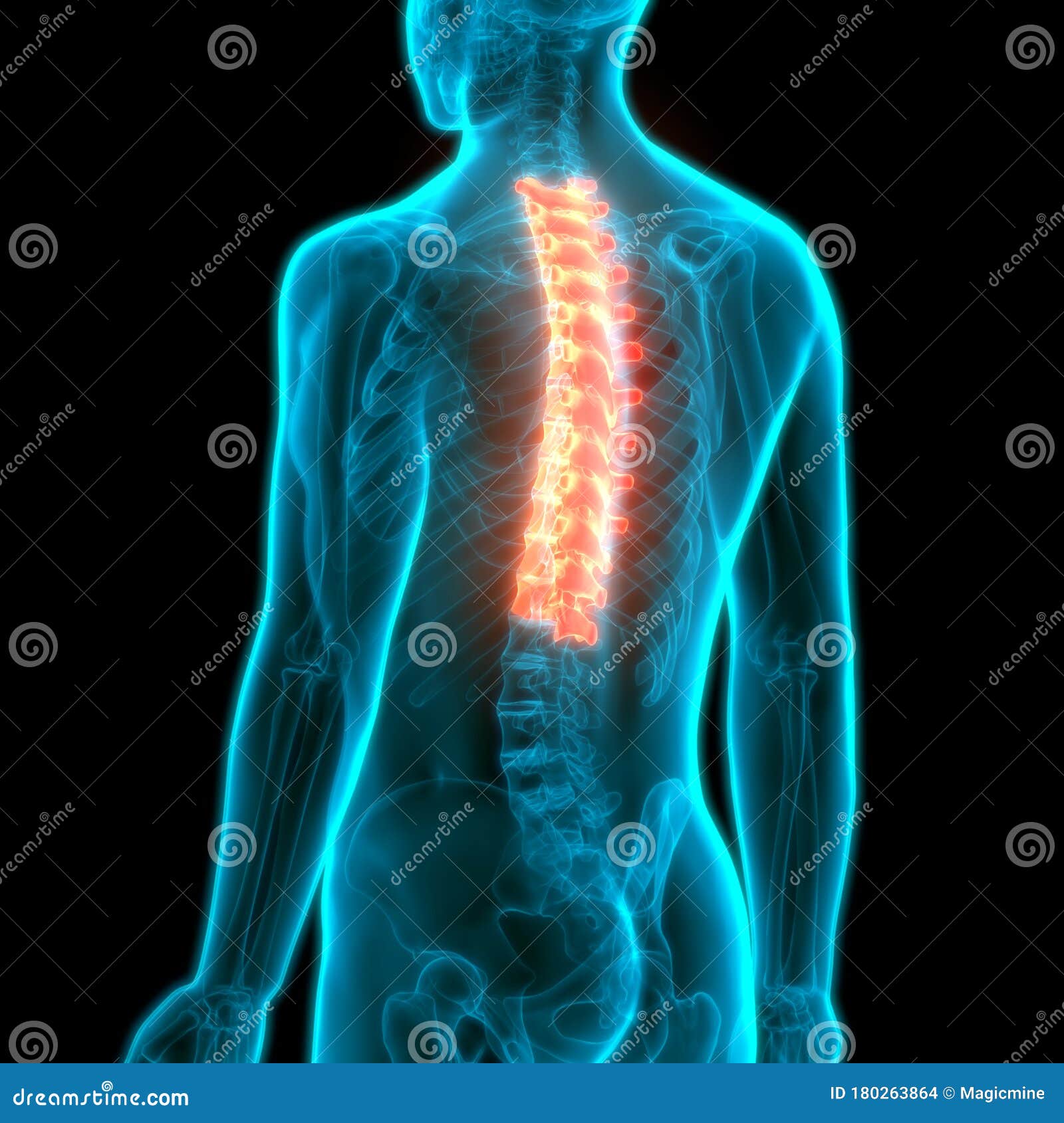Vertebral Column Thoracic Vertebrae of Human Skeleton System Anatomy Stock  Illustration - Illustration of medical, muscle: 180263864