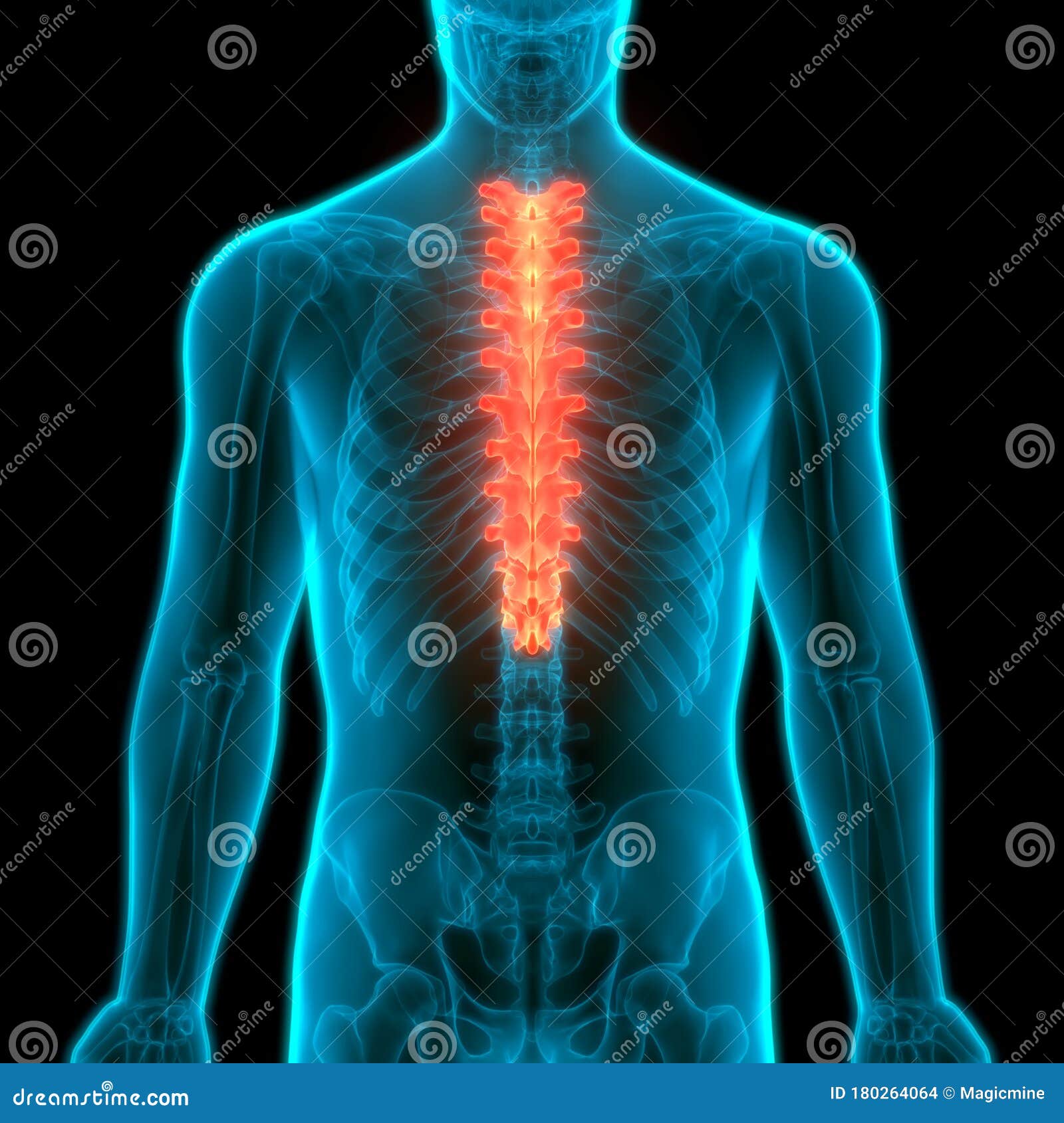 Vertebral Column Thoracic Vertebrae of Human Skeleton System Anatomy Stock  Illustration - Illustration of injury, cervical: 180264064
