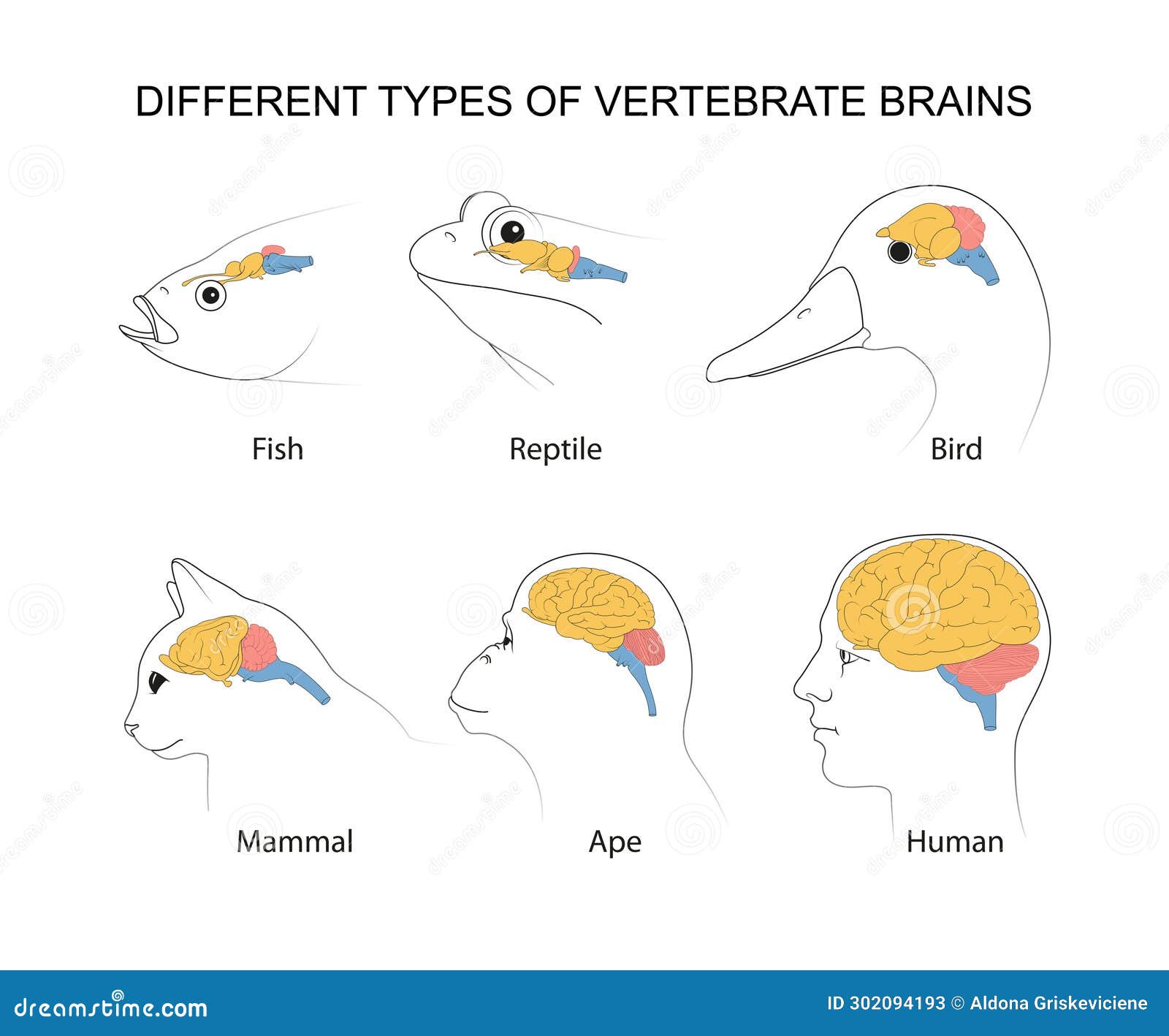 vertebrate brains: evolution, structures and functions