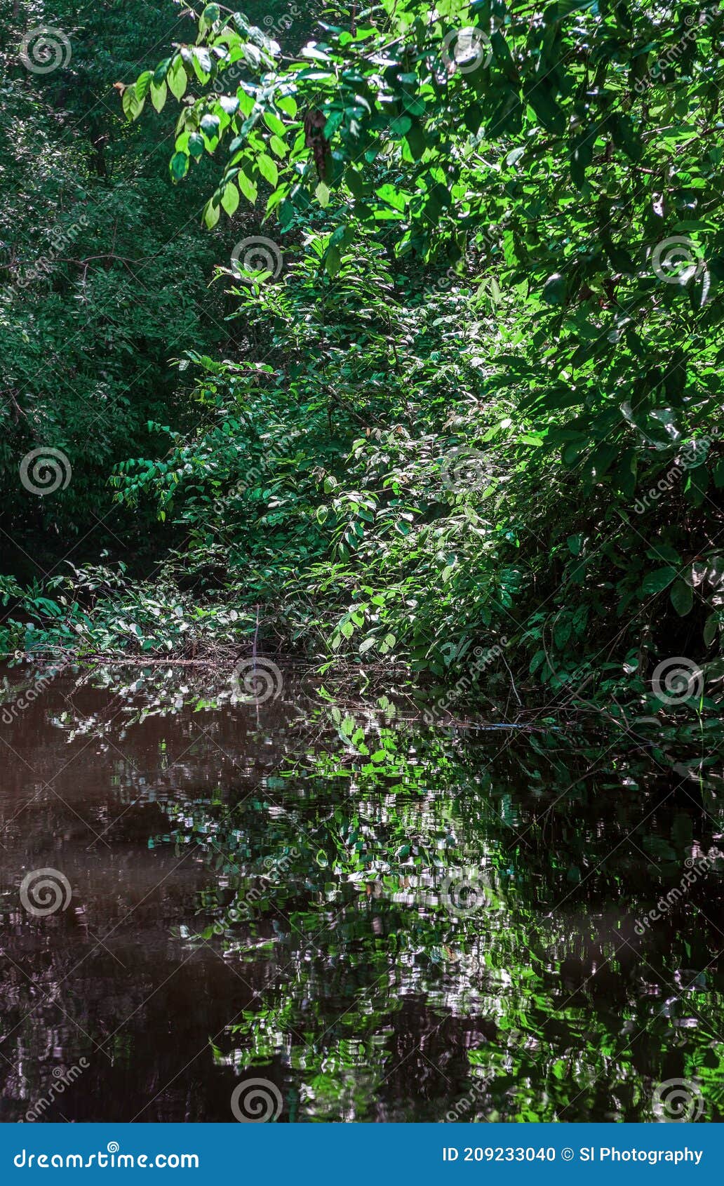 vertical amazon rainforest
