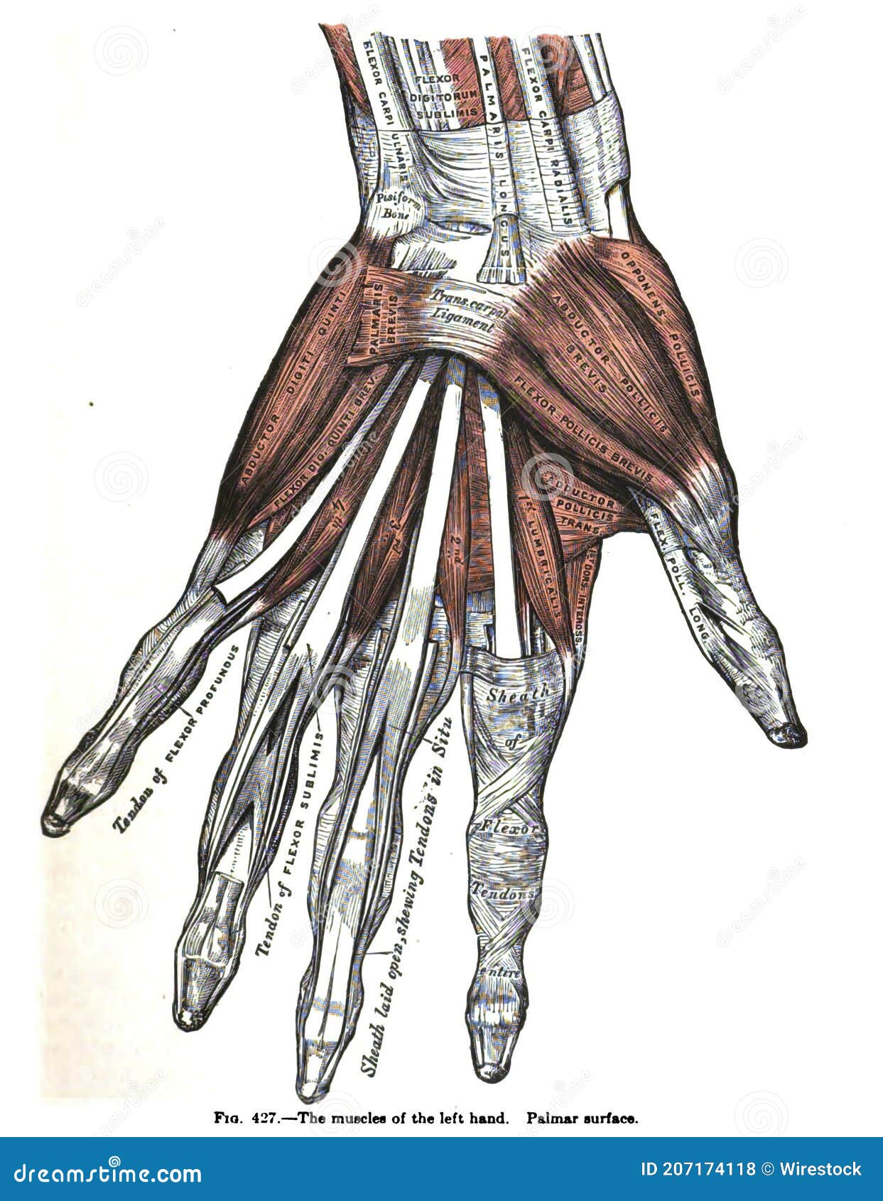 Vertical Anatomy Drawing And Text Of The Muscles Of The Left Hand From