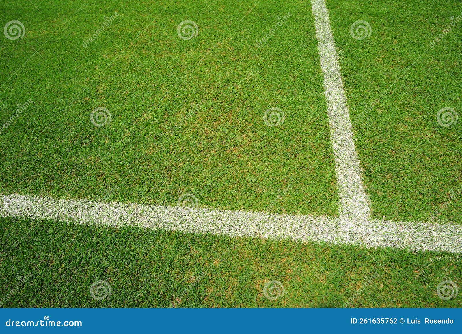 vertical angle view of the white line on a grass soccer field