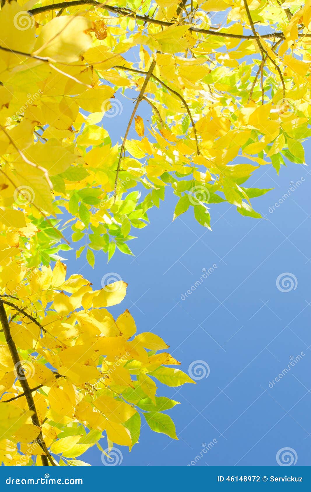 vertical autumn background with yellow foliage over blue sky