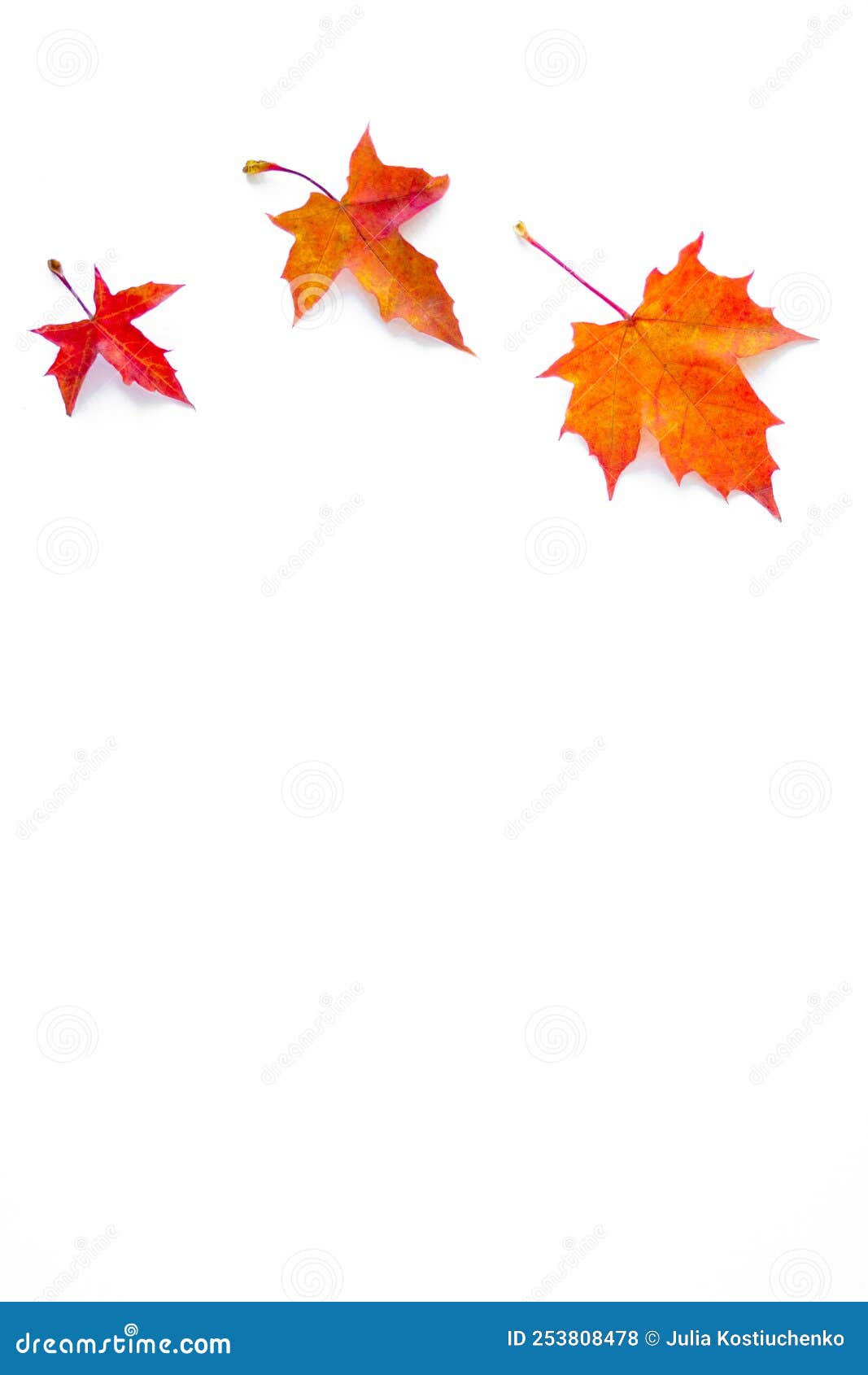 Vertical Background of Yellow Maple Leaves with Space for Text on a